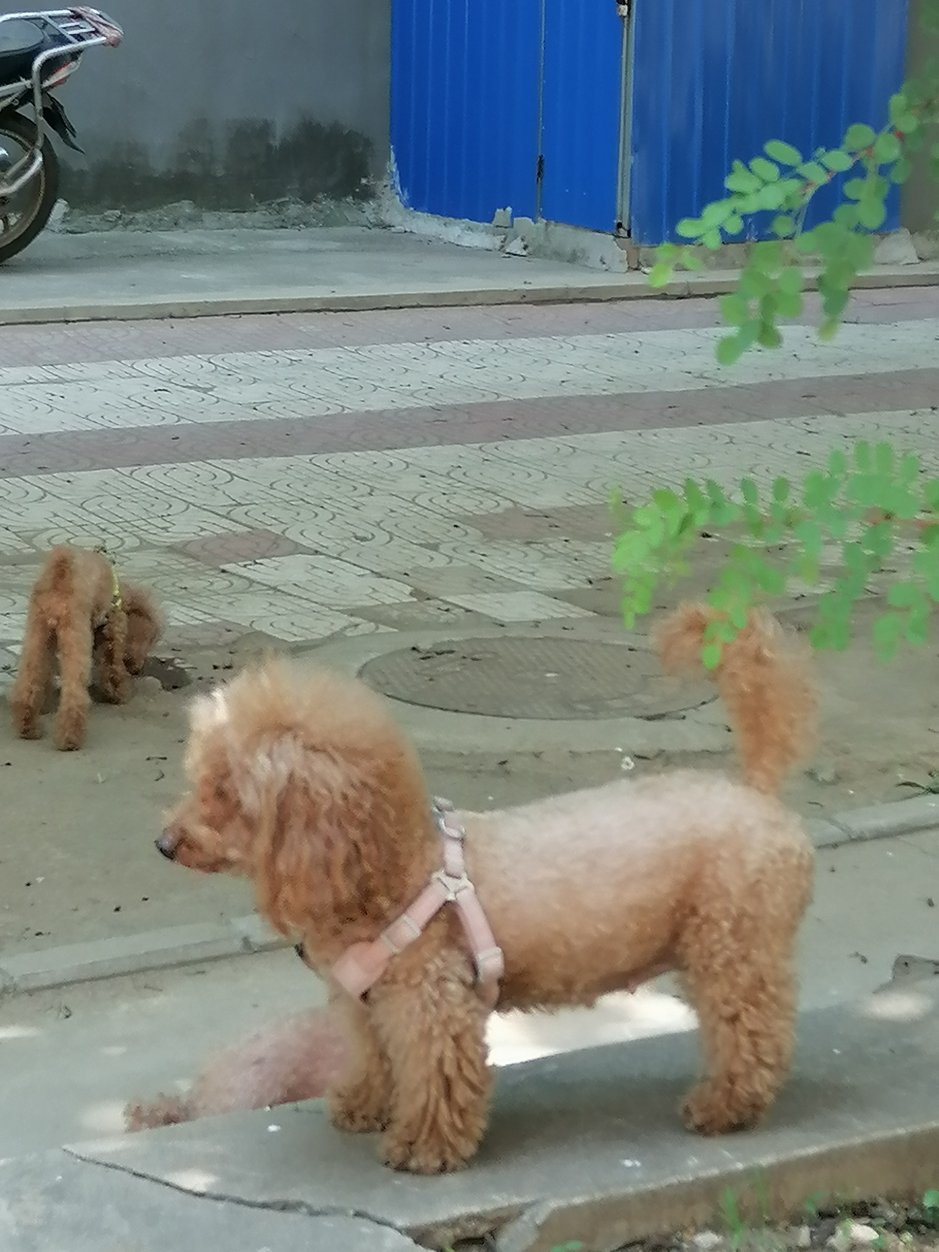 它们源自长卷毛猎犬,这优雅的法国水猎犬又名贵宾犬.