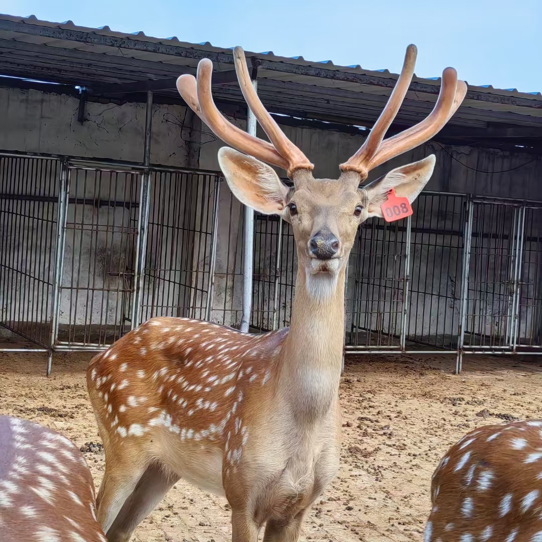 山东梅花鹿养殖场图片