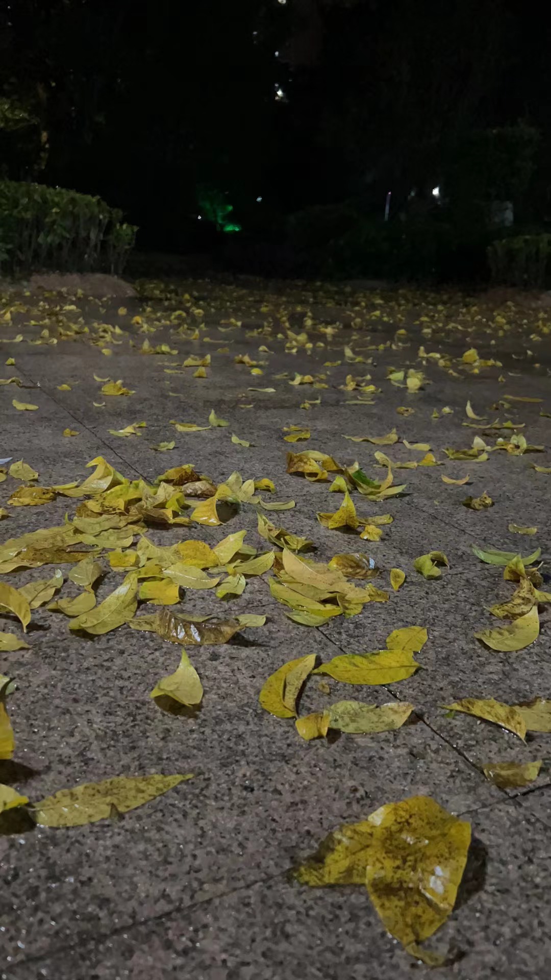 雨后的落叶94南方的春天跟北方的秋天一样