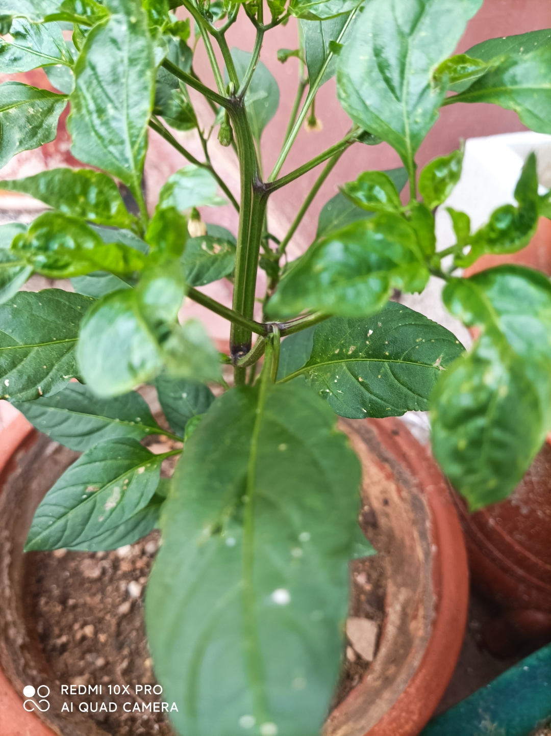 我家种的这个辣椒卷叶了,他到底是得的什么病啊?