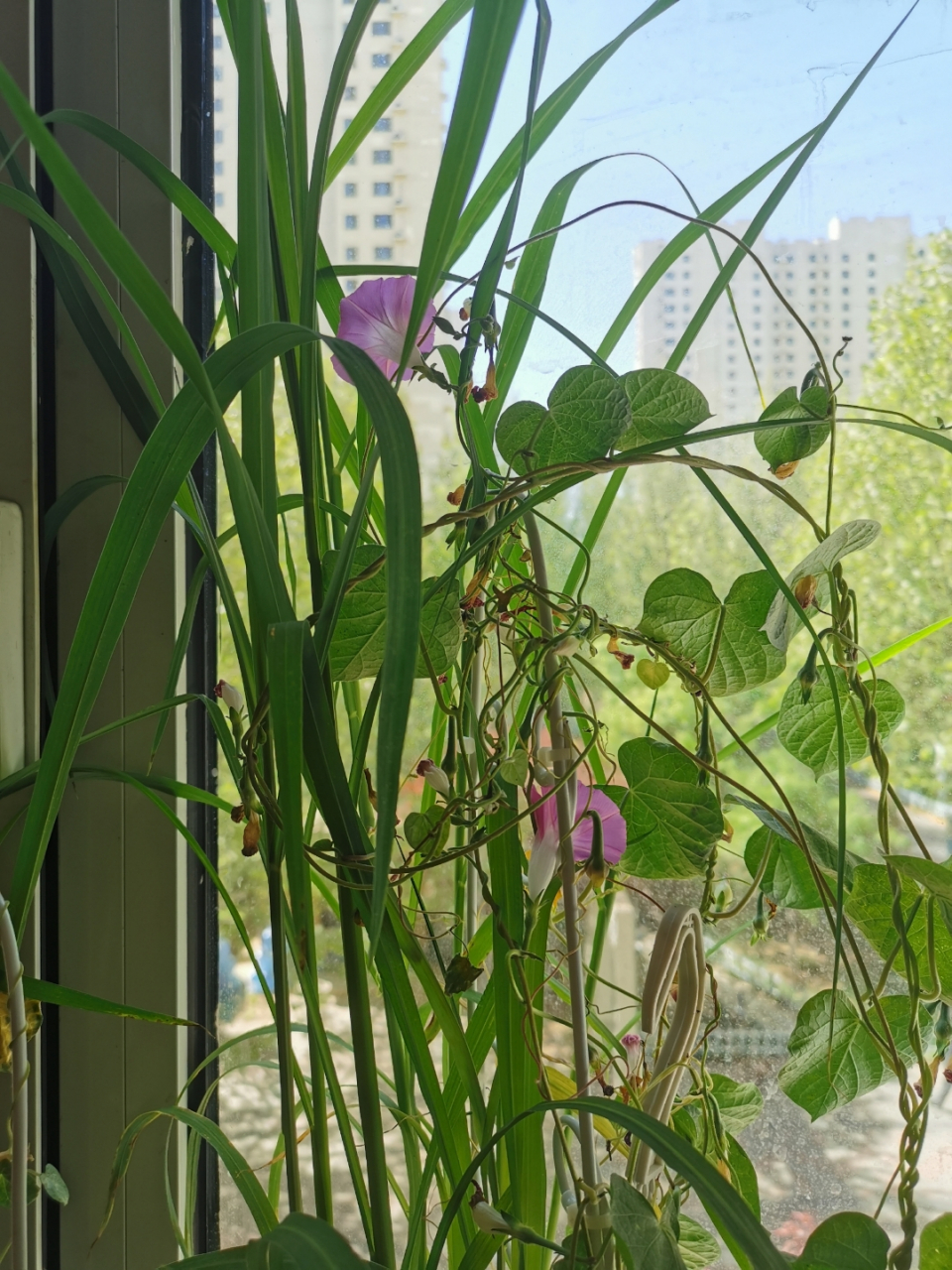 这几天看见绿化工正在浇水整理马路两边的绿地,突然觉得,这不是绝好