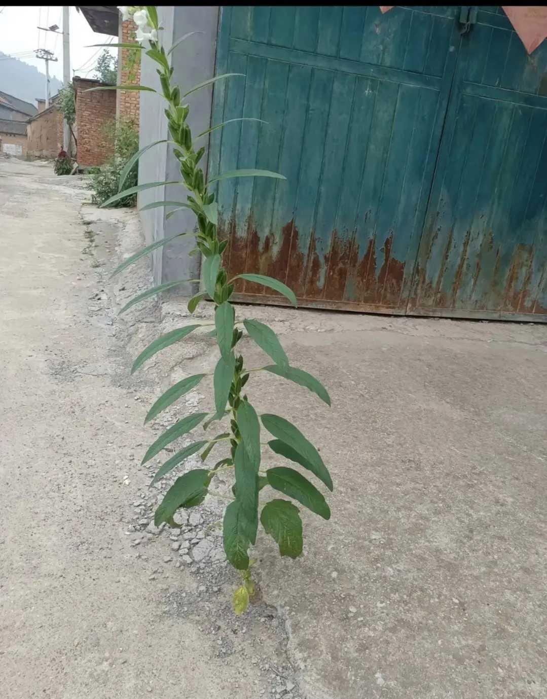 草木犀幼苗图片