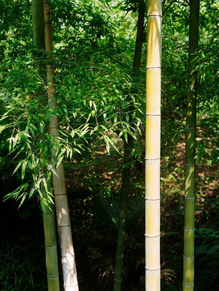 置身于这片竹林深处,每一根竹子都挺拔向上,争相生长.
