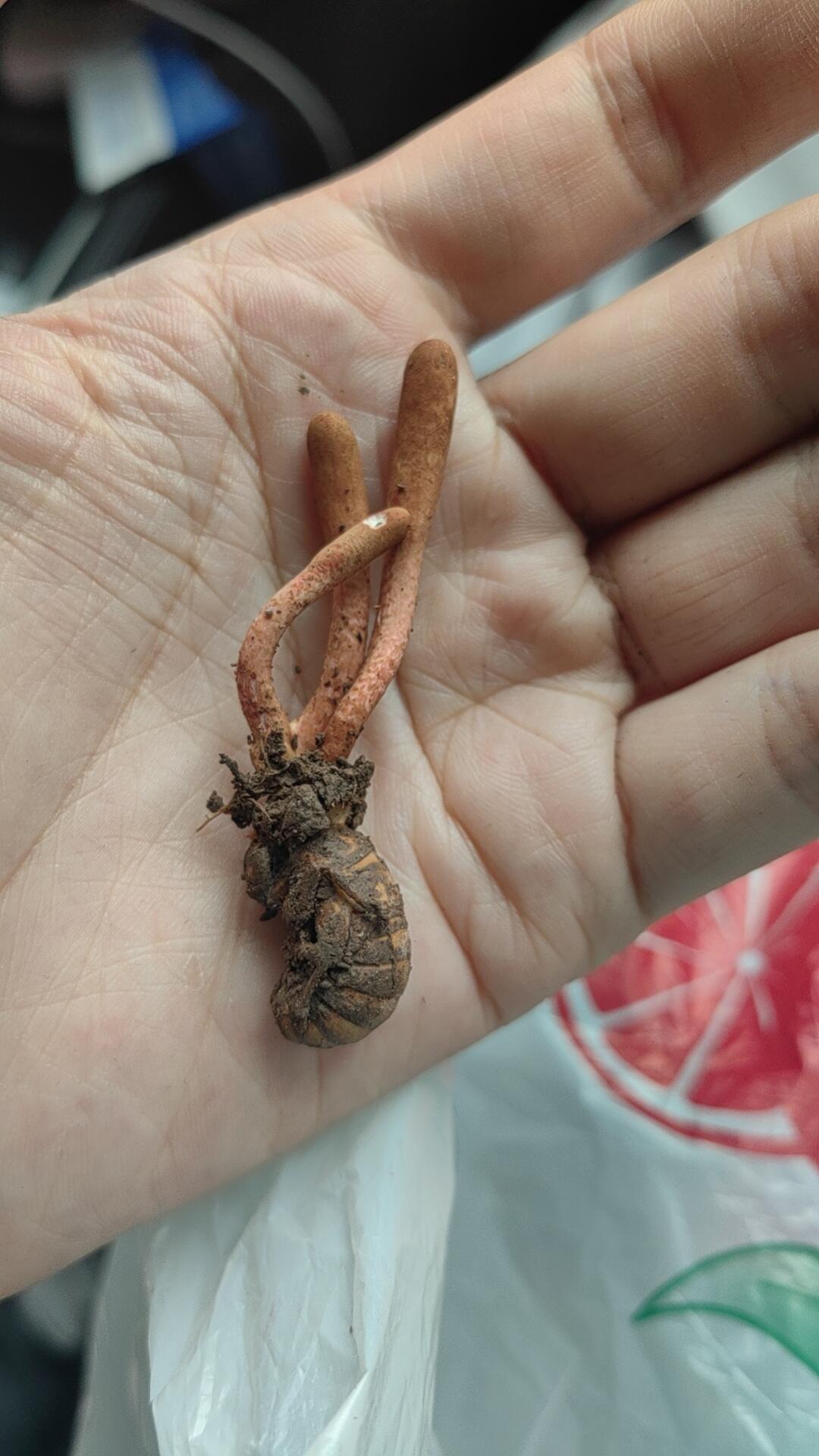 挖的时候以为是蝉花,结果一搜它的名字好像叫金蝉草,有人说有毒有人