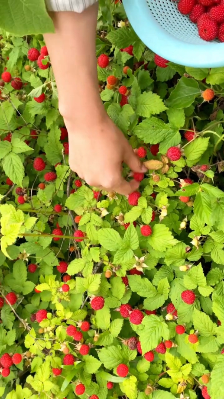 爬山时发现的一大片很矮的趴在地上的红色果子,看着就想吃.