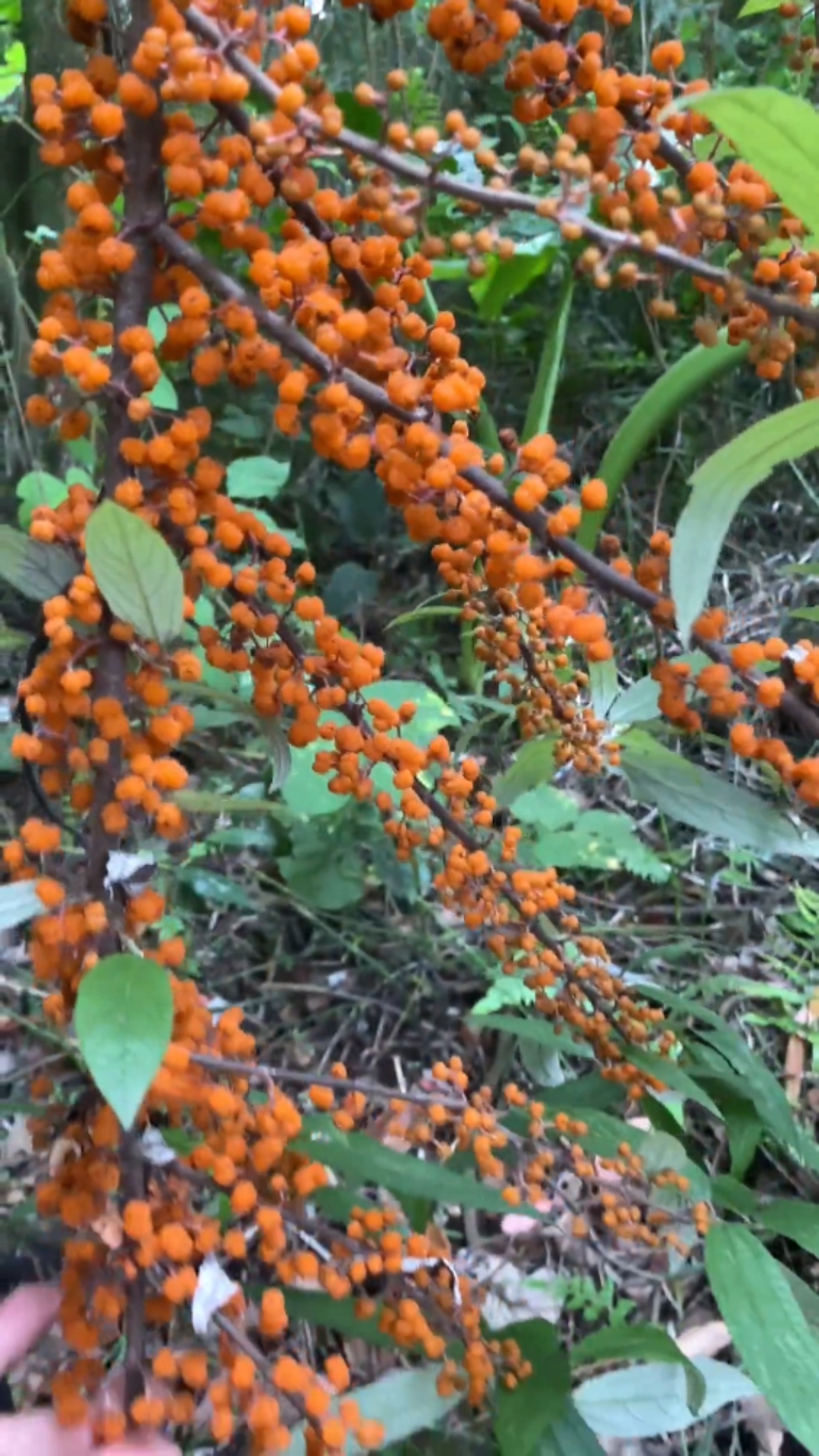 这野果子能不能吃啊?