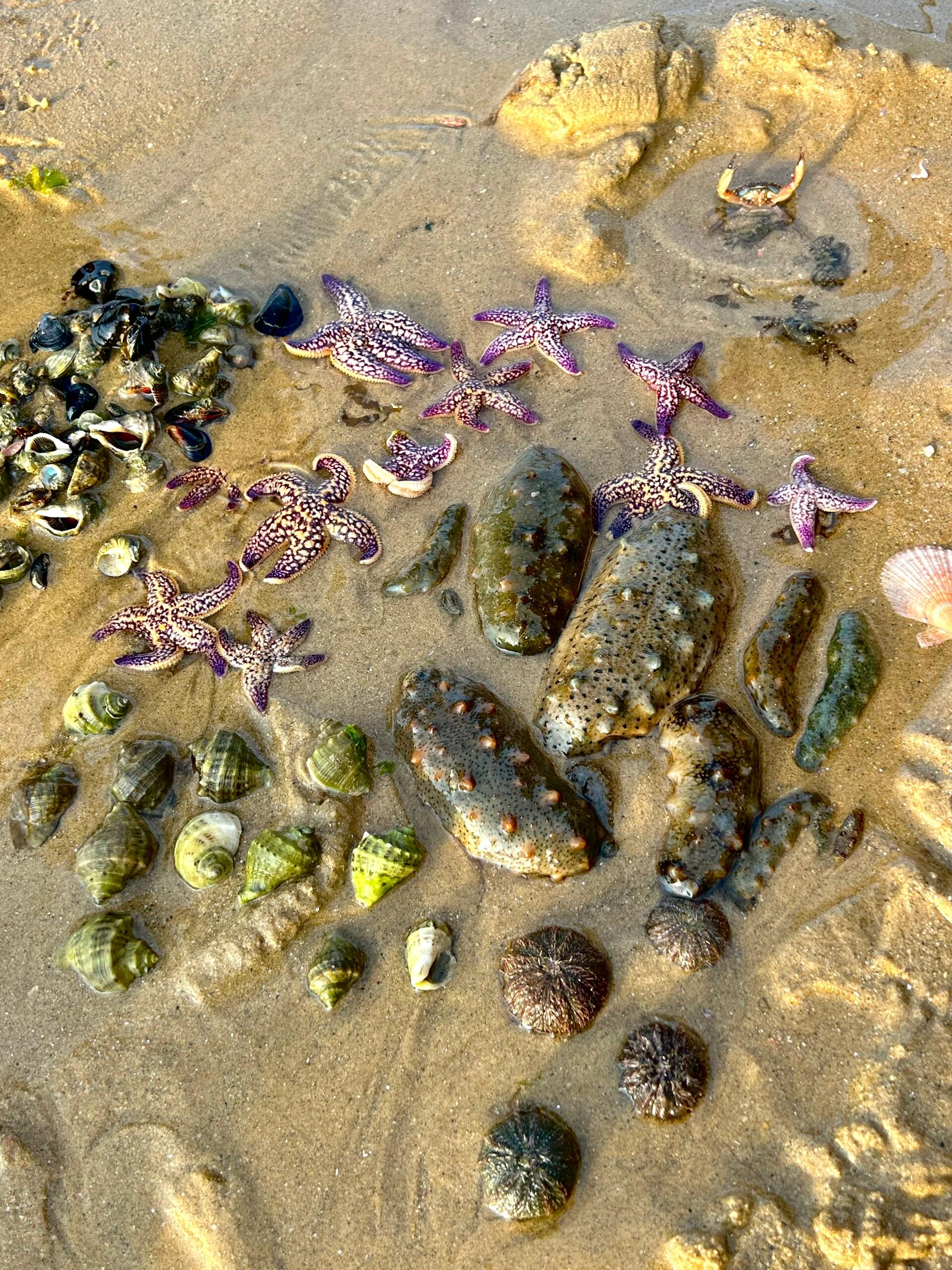 这些天转着圈的赶海,好过瘾啊!