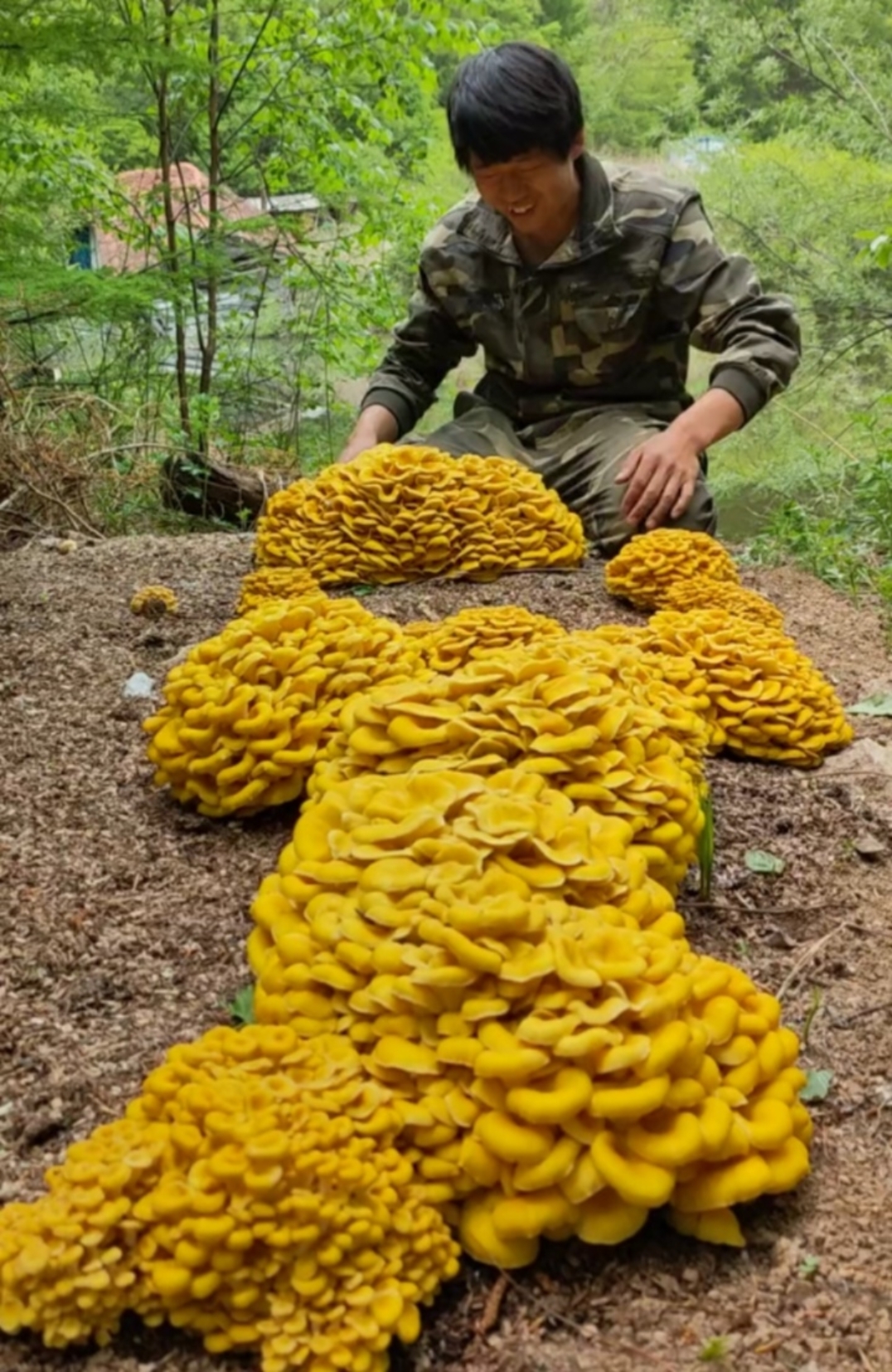 金色蘑菇品种图片