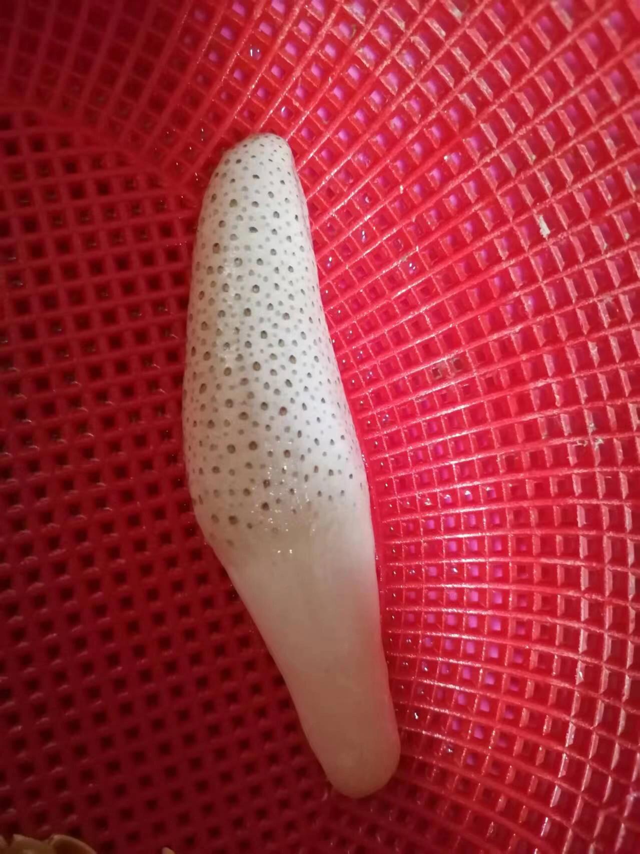 看到这种有孔洞的东西,我就想拿牙签把每一个孔都扣一遍