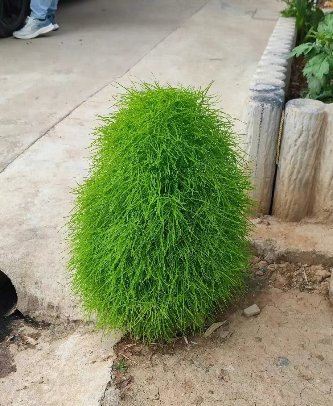 好像一只小企鹅!哈哈哈…… 你知道它叫什么草吗?