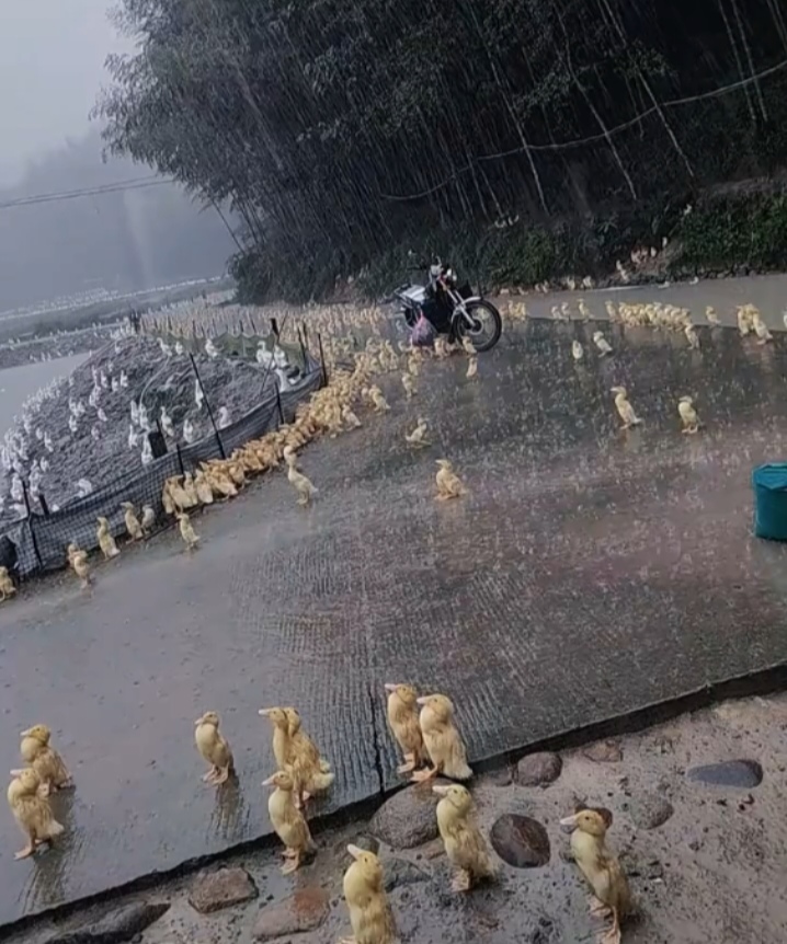 土番鸭图片 淋雨图片