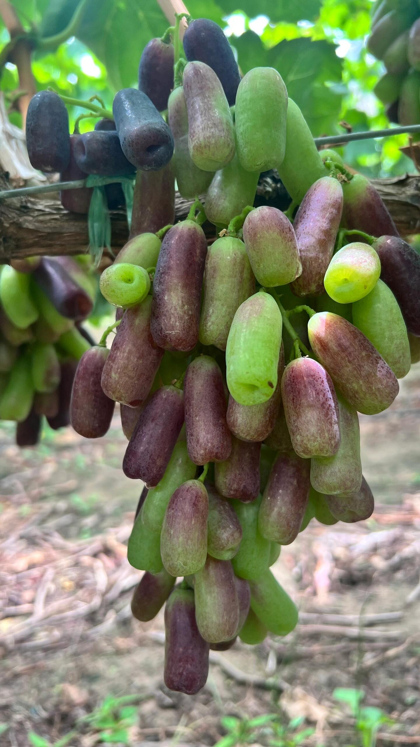 好吃的,据说是要熟透了,黑蓝黑蓝的那种熟透了,特别好吃!