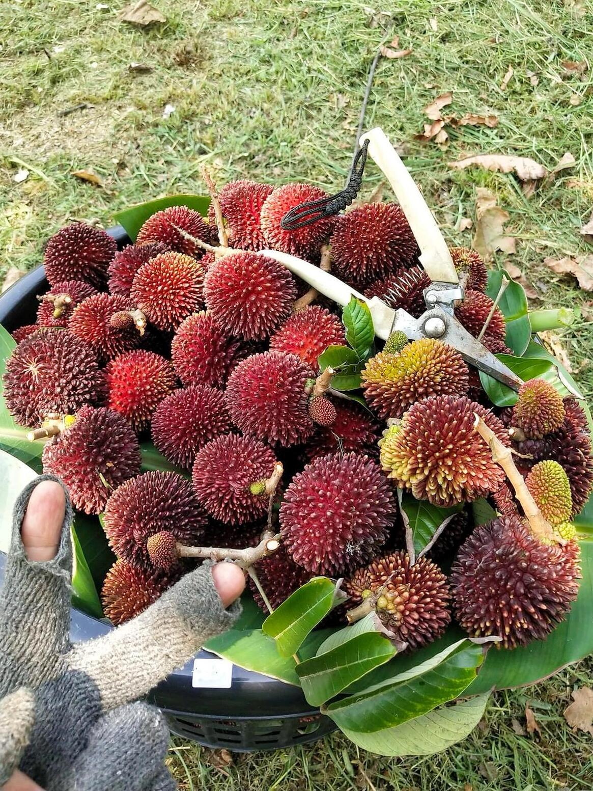 荔枝红毛丹,它有荔枝的的多汁,柔软,还有红毛丹的清甜,主要是它不会像