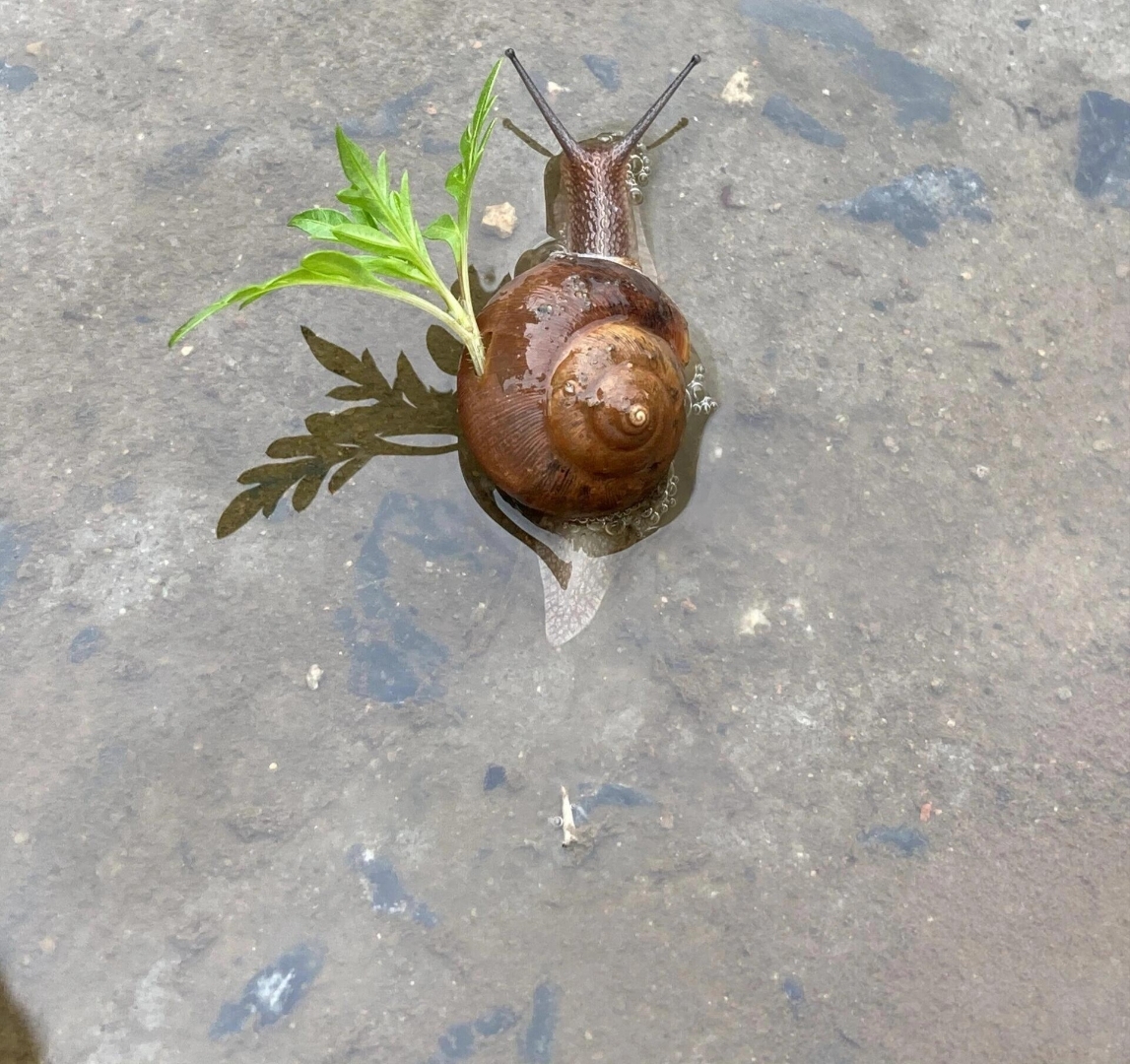 这草是怎么长在蜗牛身上的?