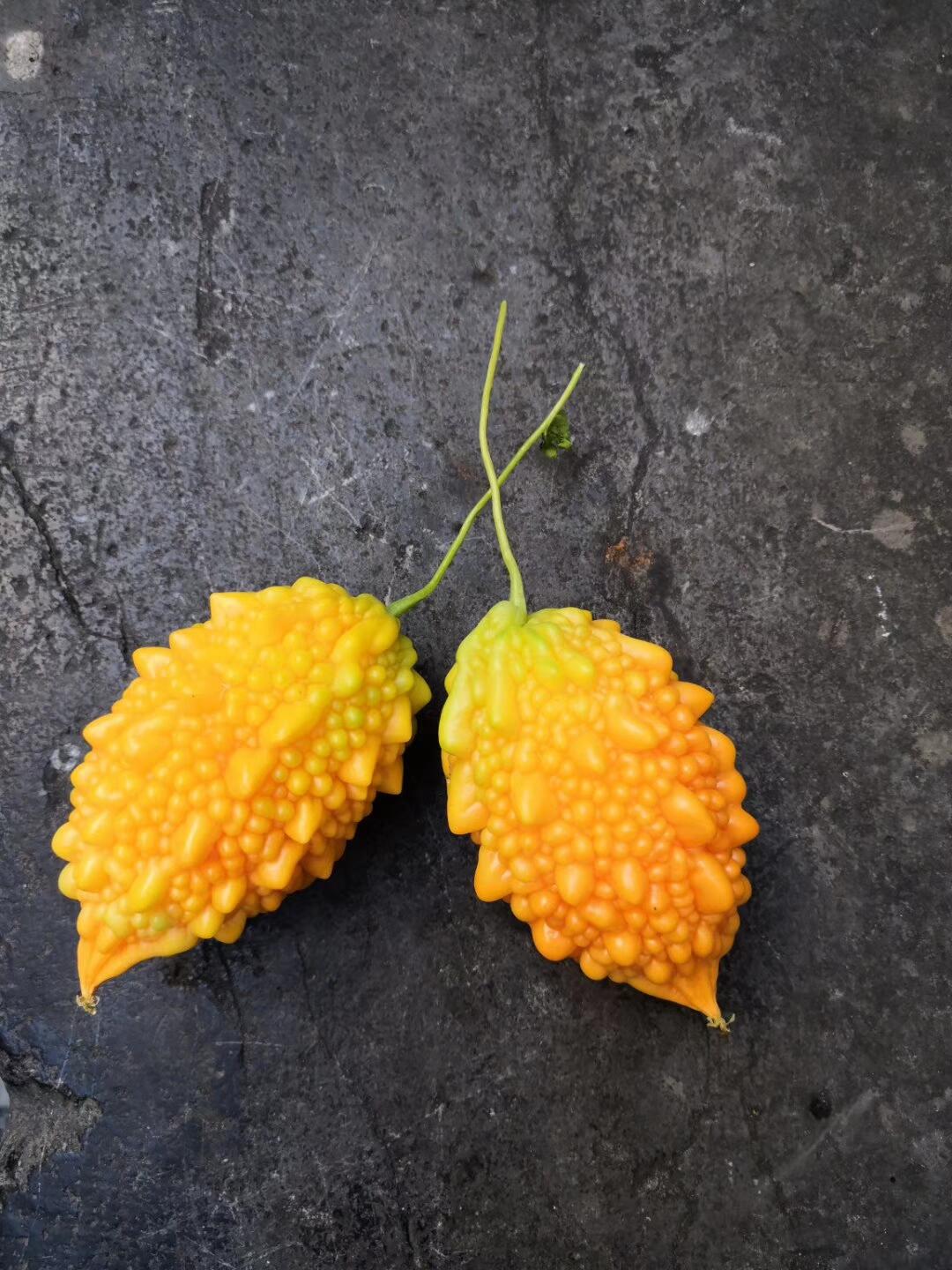 甭管它学名叫什么,在我们东北叫癞瓜!