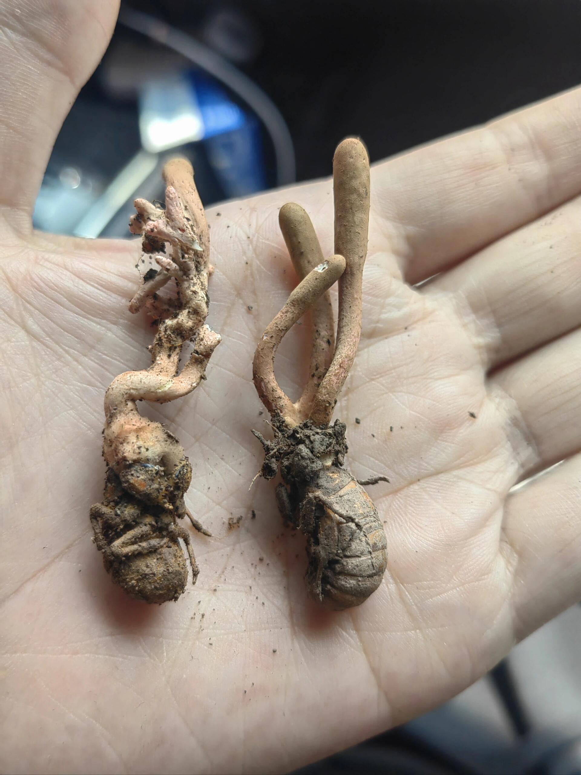 挖的时候以为是蝉花,结果一搜它的名字好像叫金蝉草,有人说有毒有人