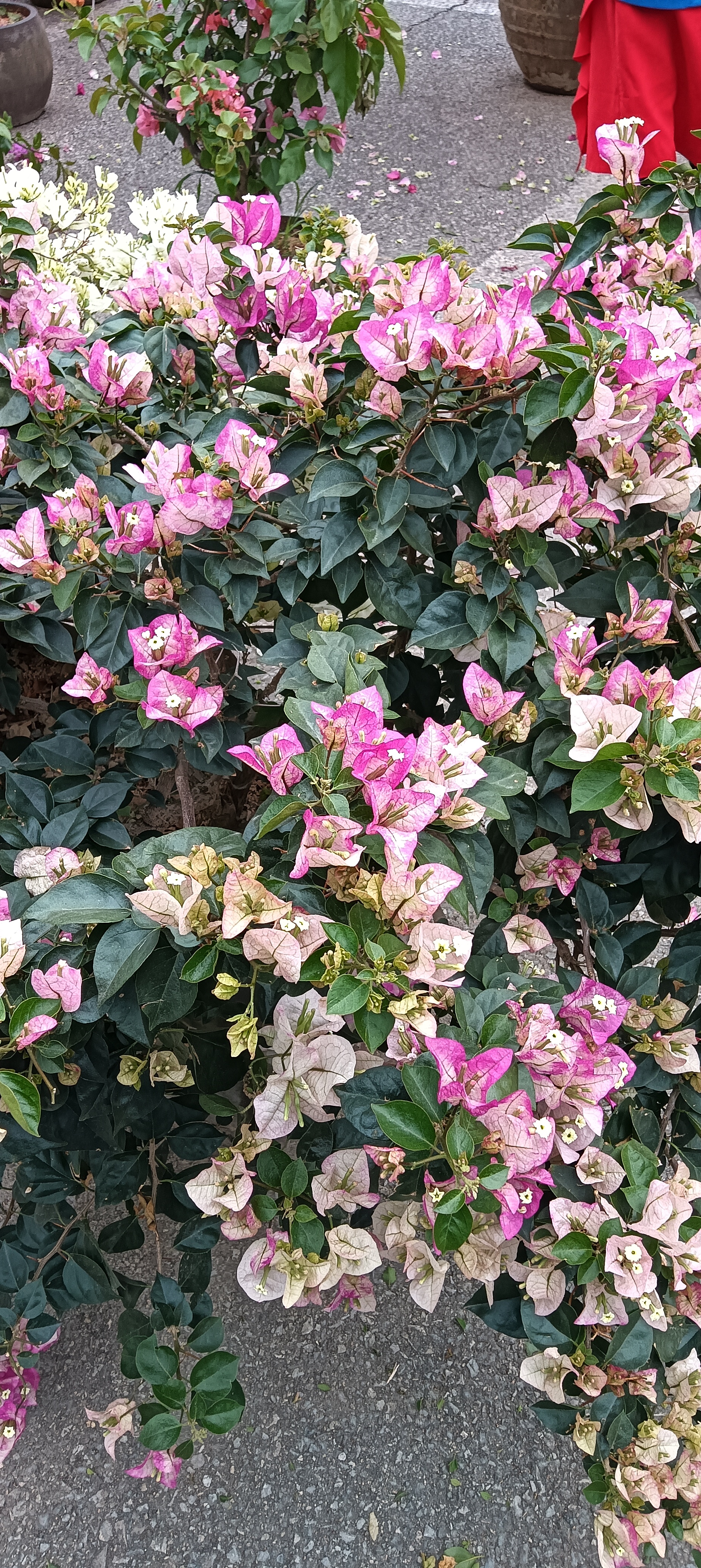 还有那个黄色花蕊,就像小星星一样闪闪发光.