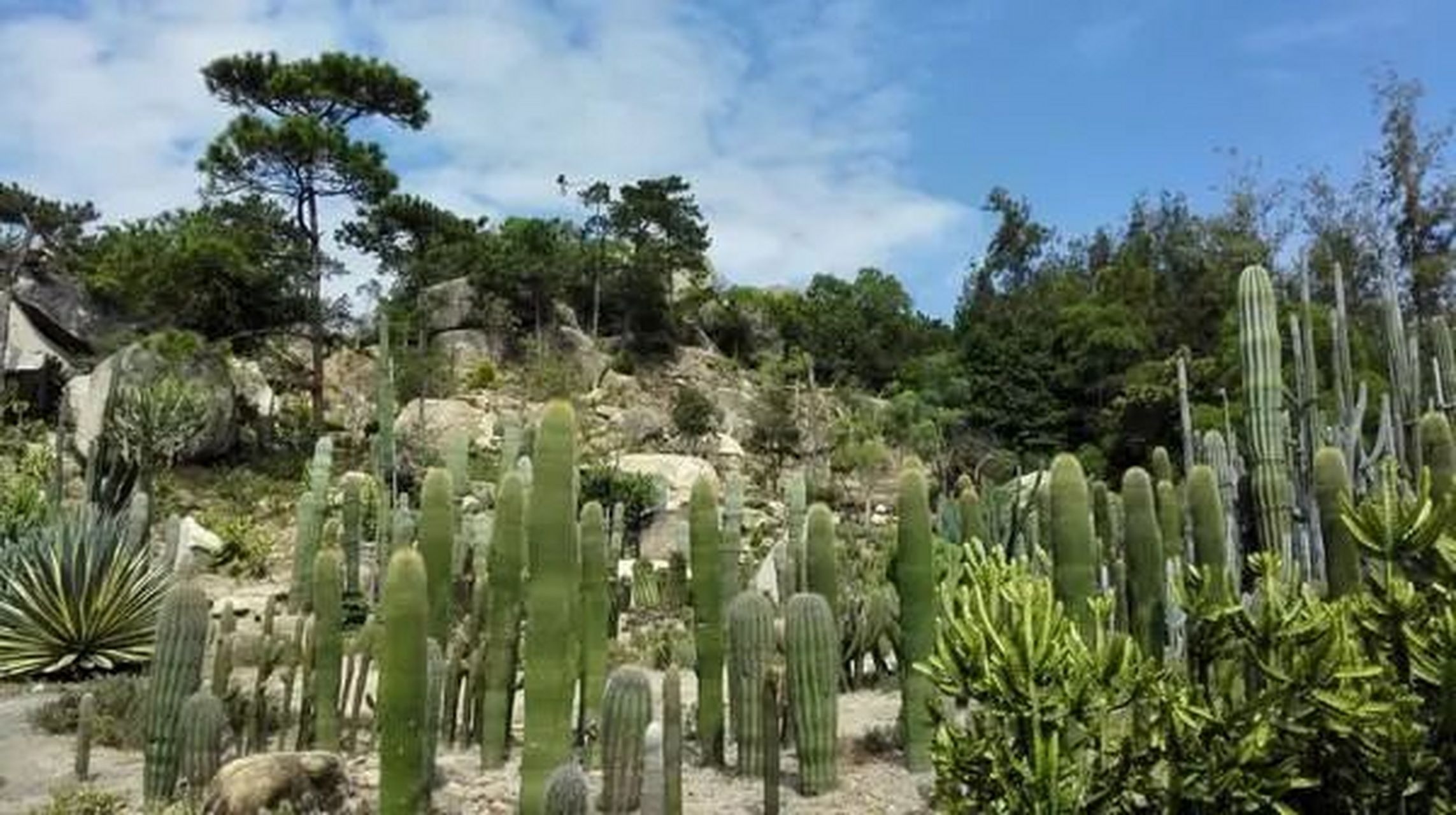 厦门万石植物园图片图片