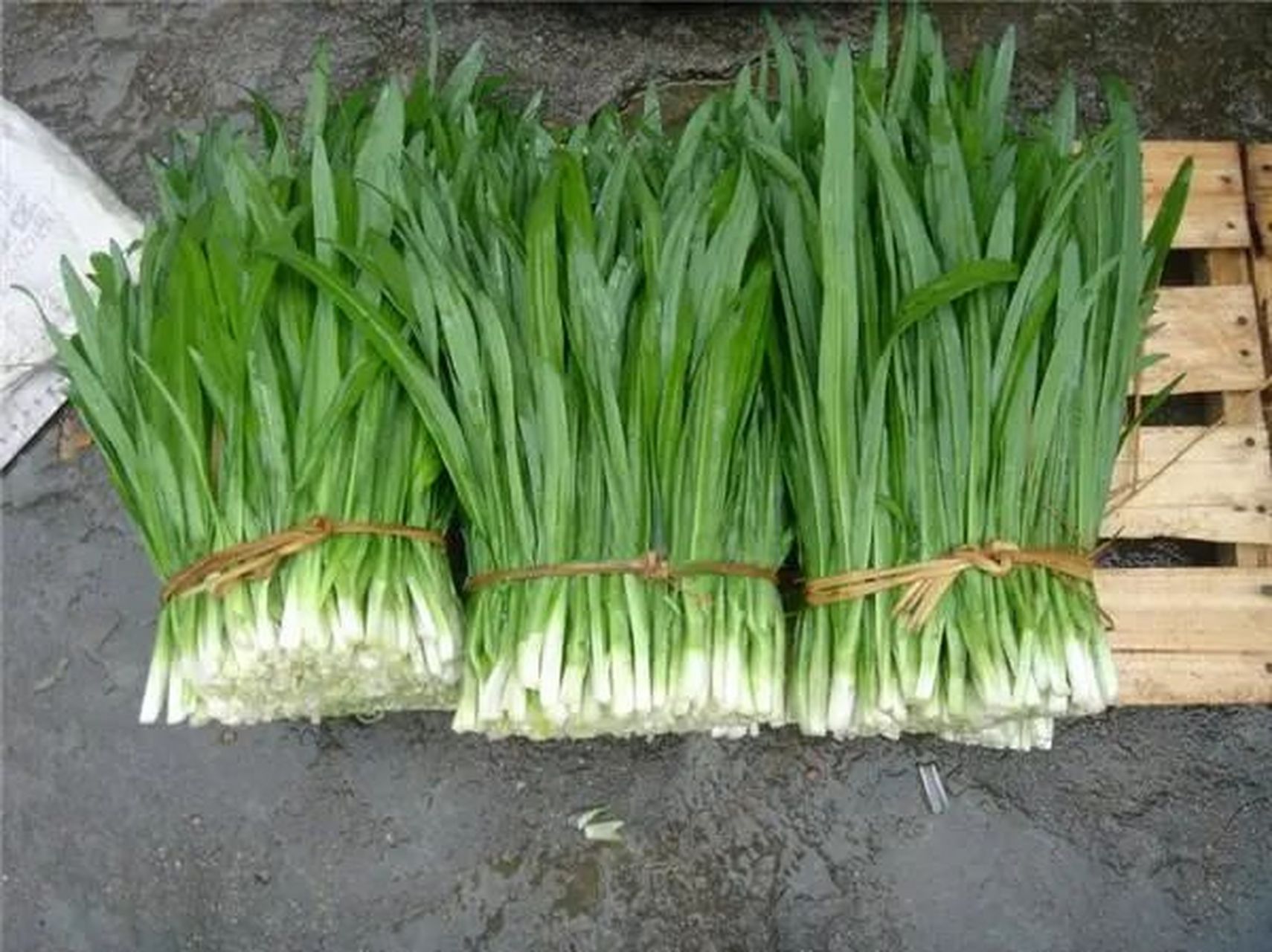 嗨吃一夏# 南昆山观音菜是誉为回归线的绿洲的南昆山所独有的一种