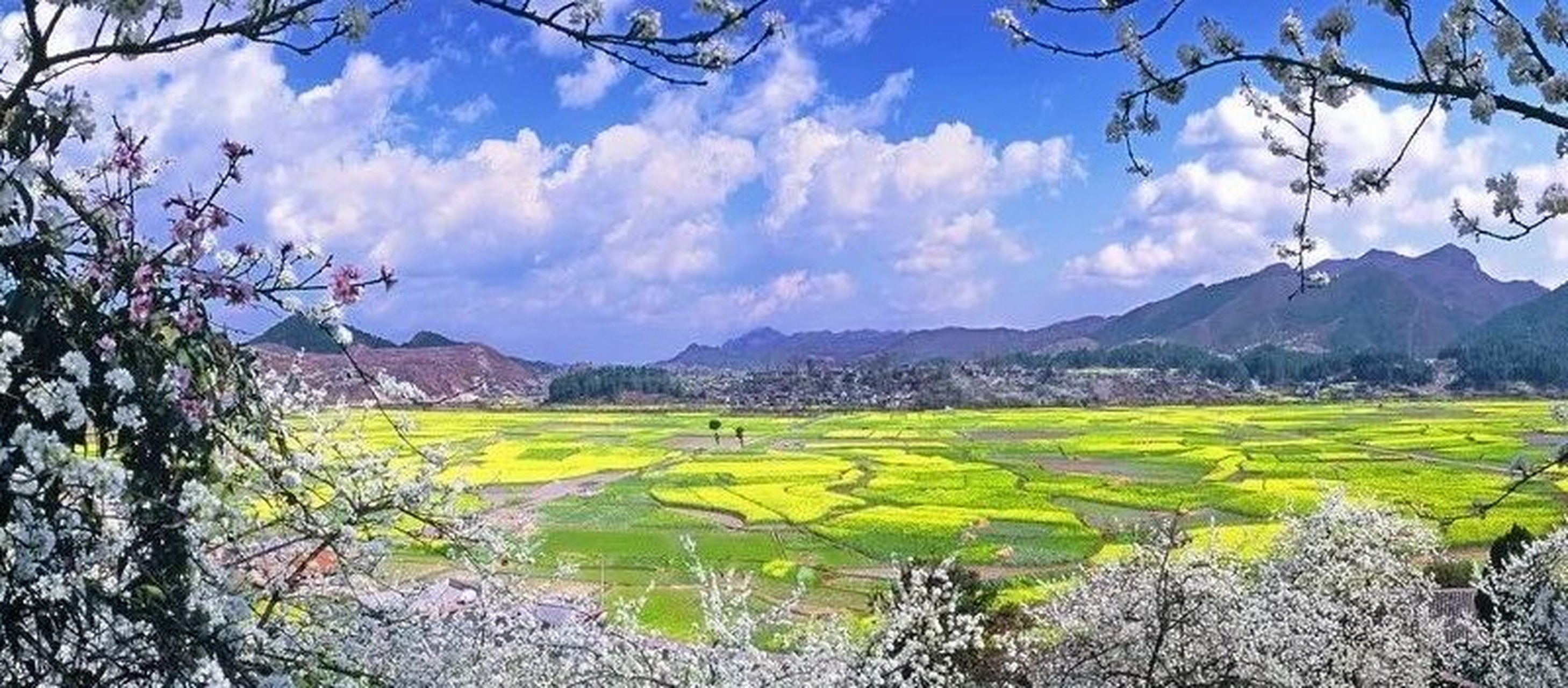 家乡好风光 阳春三月,在贵州省贵定县盘江镇音寨村,万亩金黄的油菜