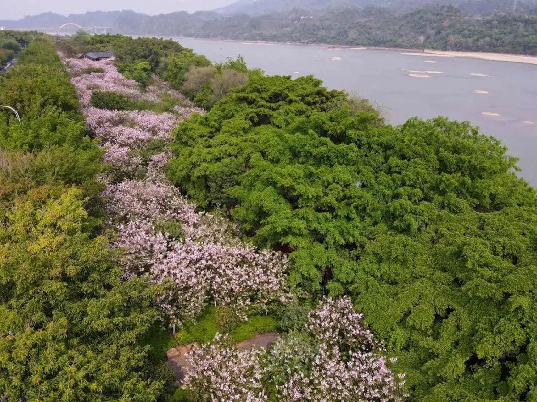 赣县樱花公园介绍图片