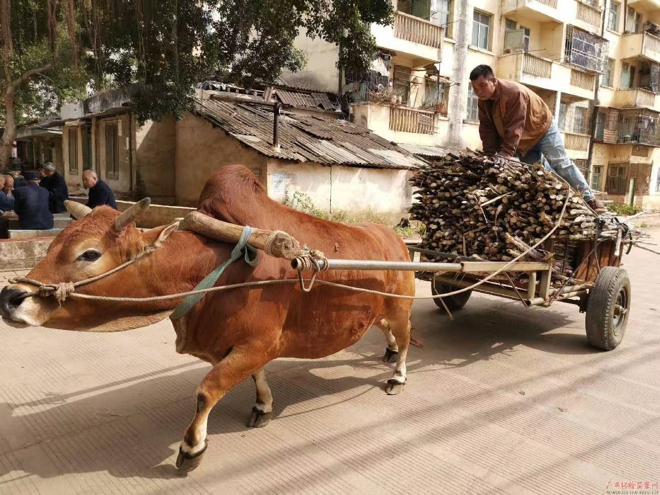 归 途 ——读画老牛拉车