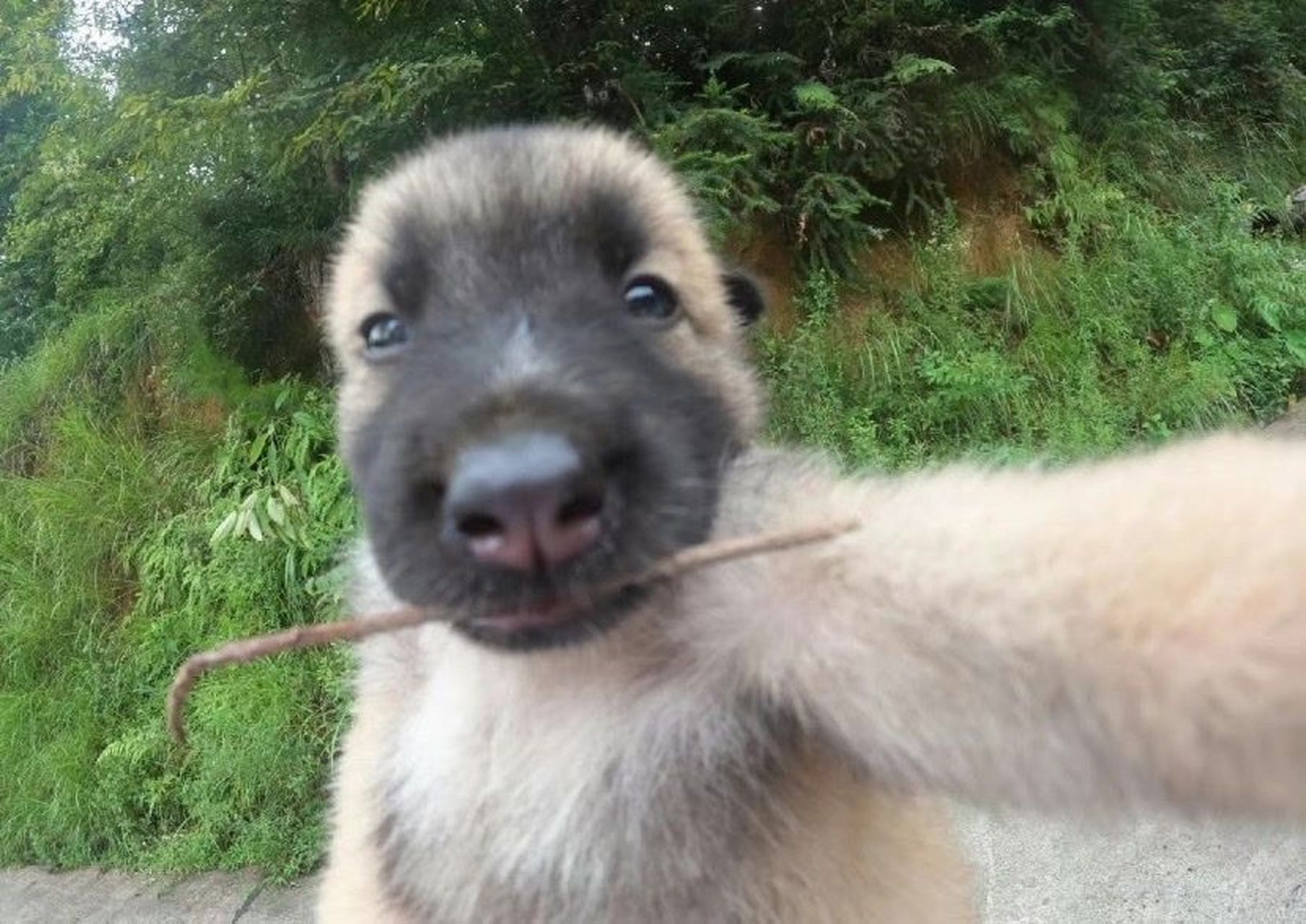 趣图搞笑# 汪星人最近也迷上了自拍!似乎对颜值相当的自信[滑稽]