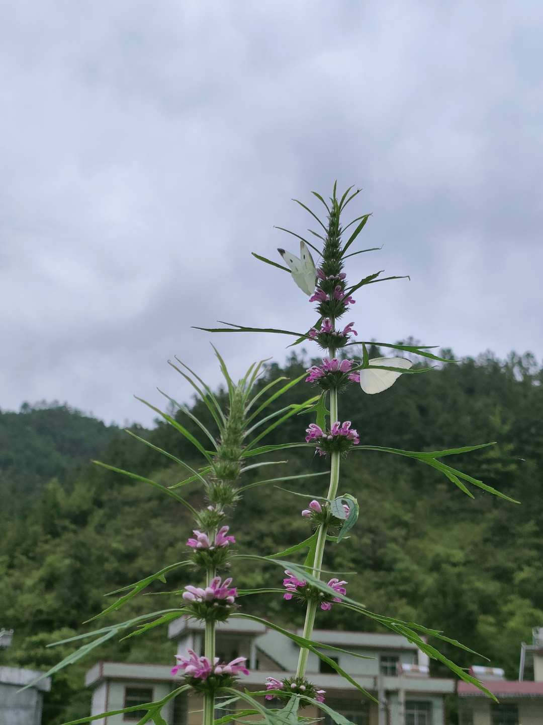 乡间的小野花94