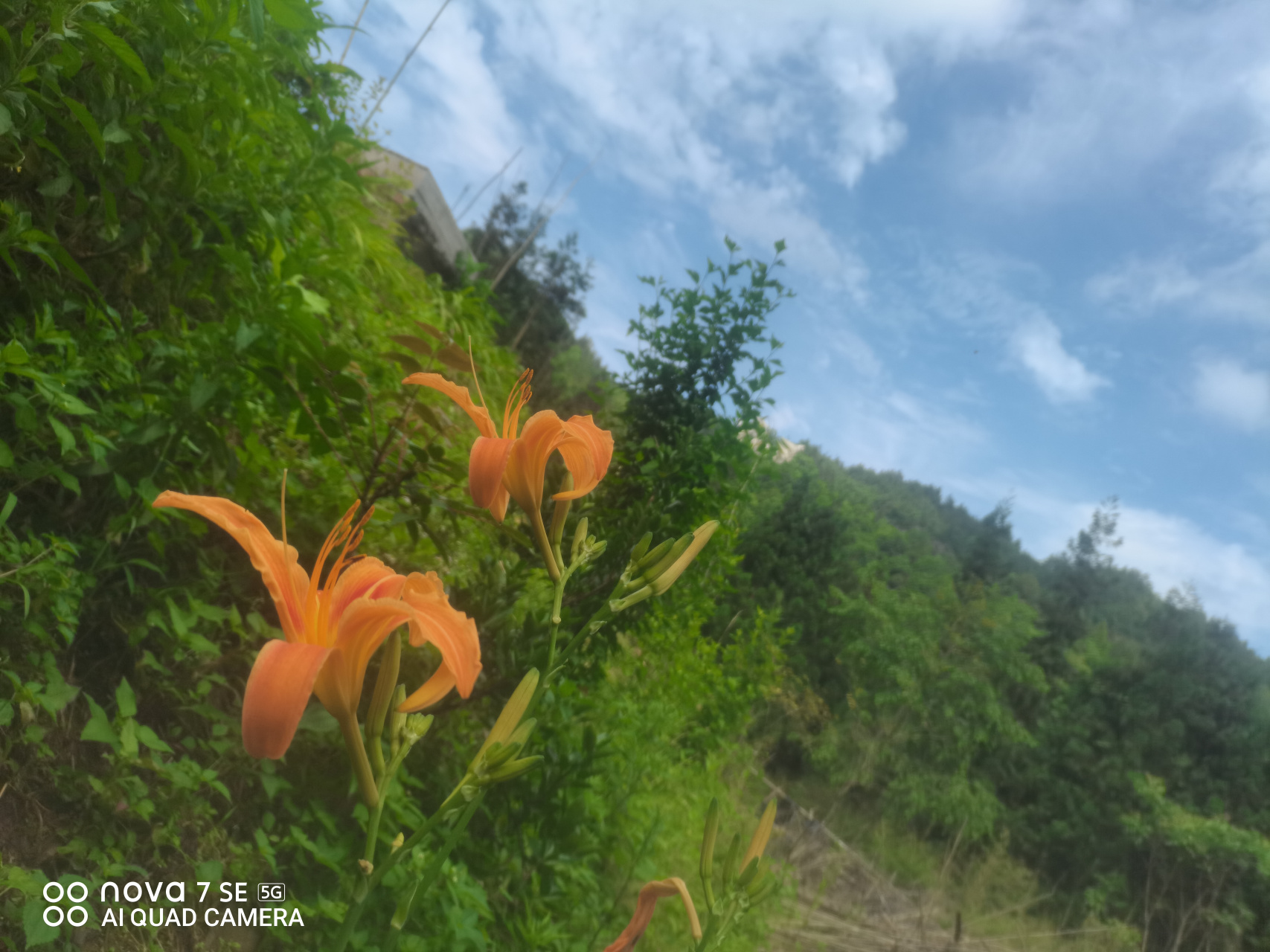 花菲花雾非雾图片