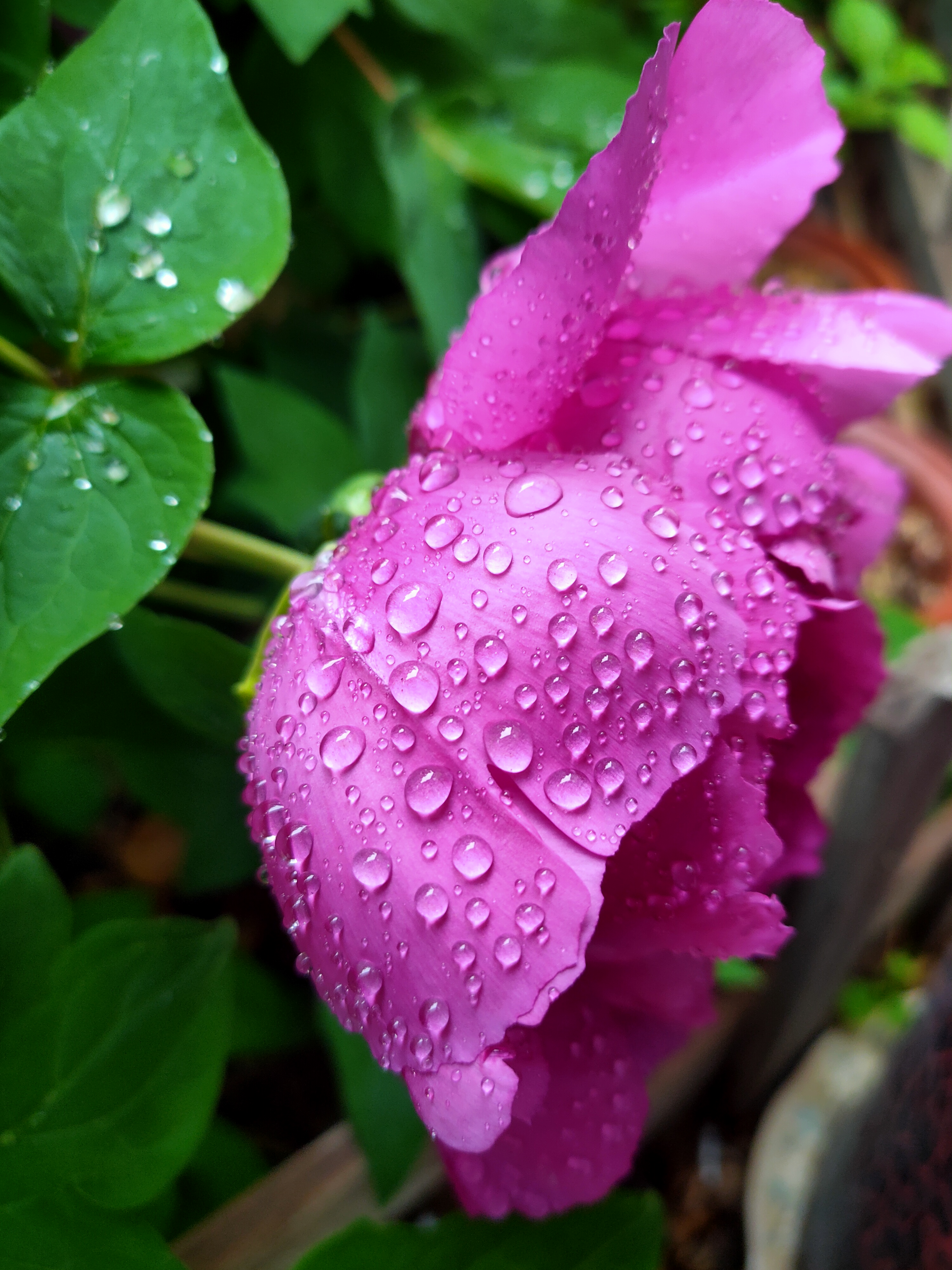 雨后的牡丹娇艳欲滴