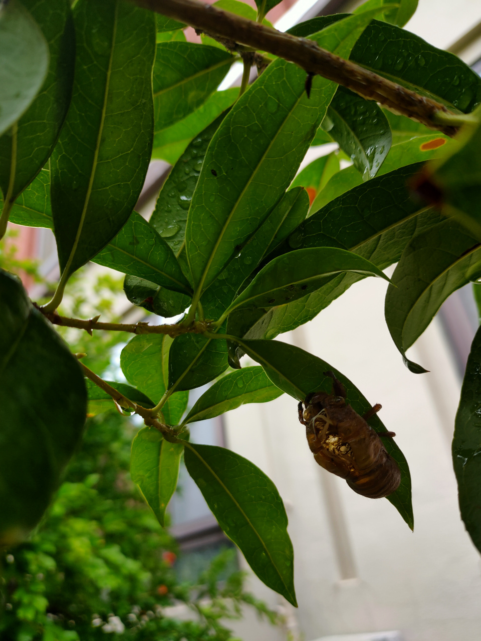 一颗树上竟然出来10多只知了猴,一只也没捉到啊[左捂脸]神奇的桂花树