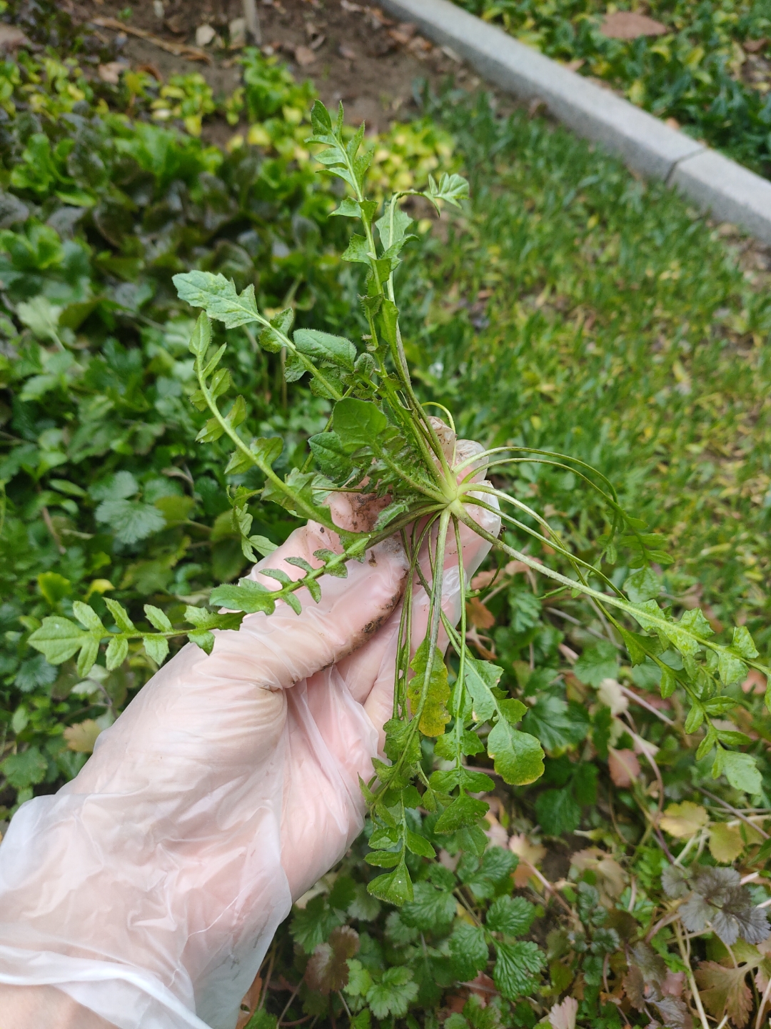 菜园里的荠菜长的水灵灵