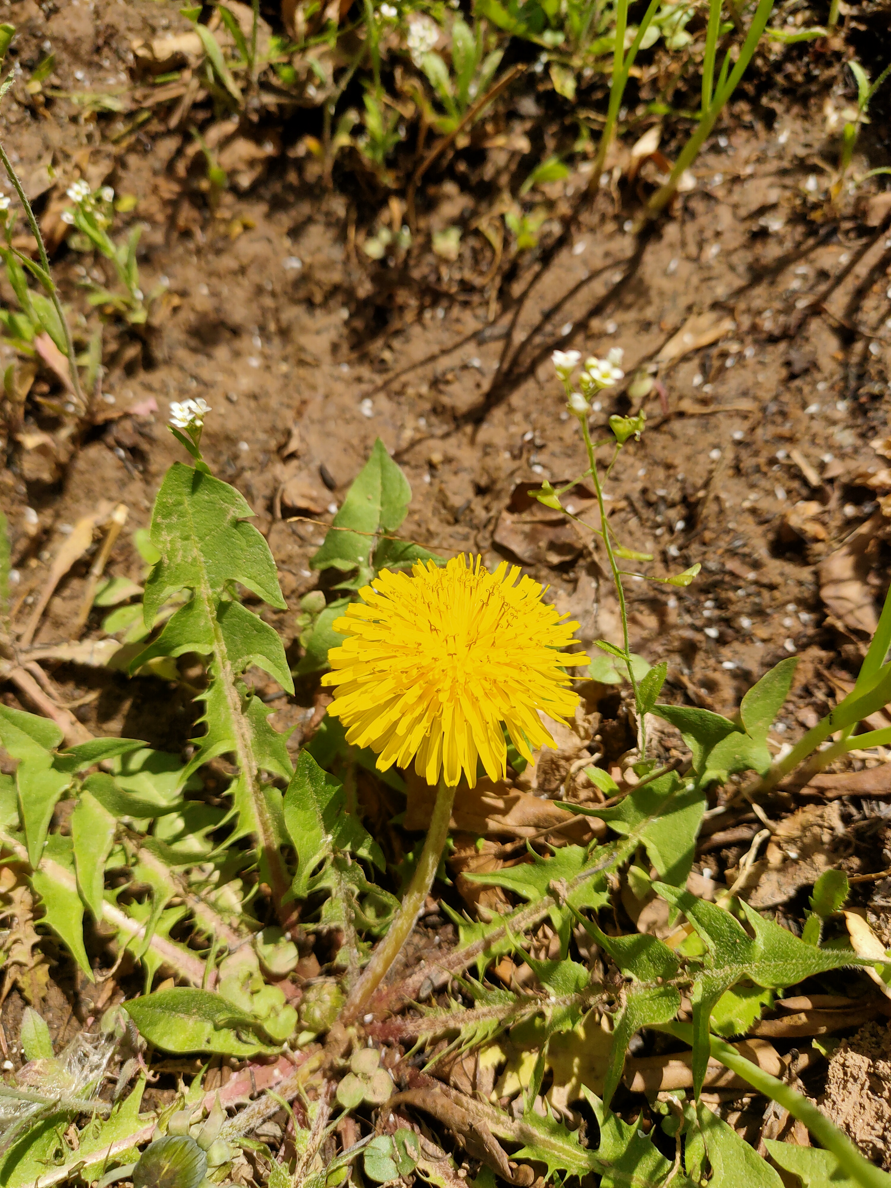 蒲公英悠闲的绽放着花朵