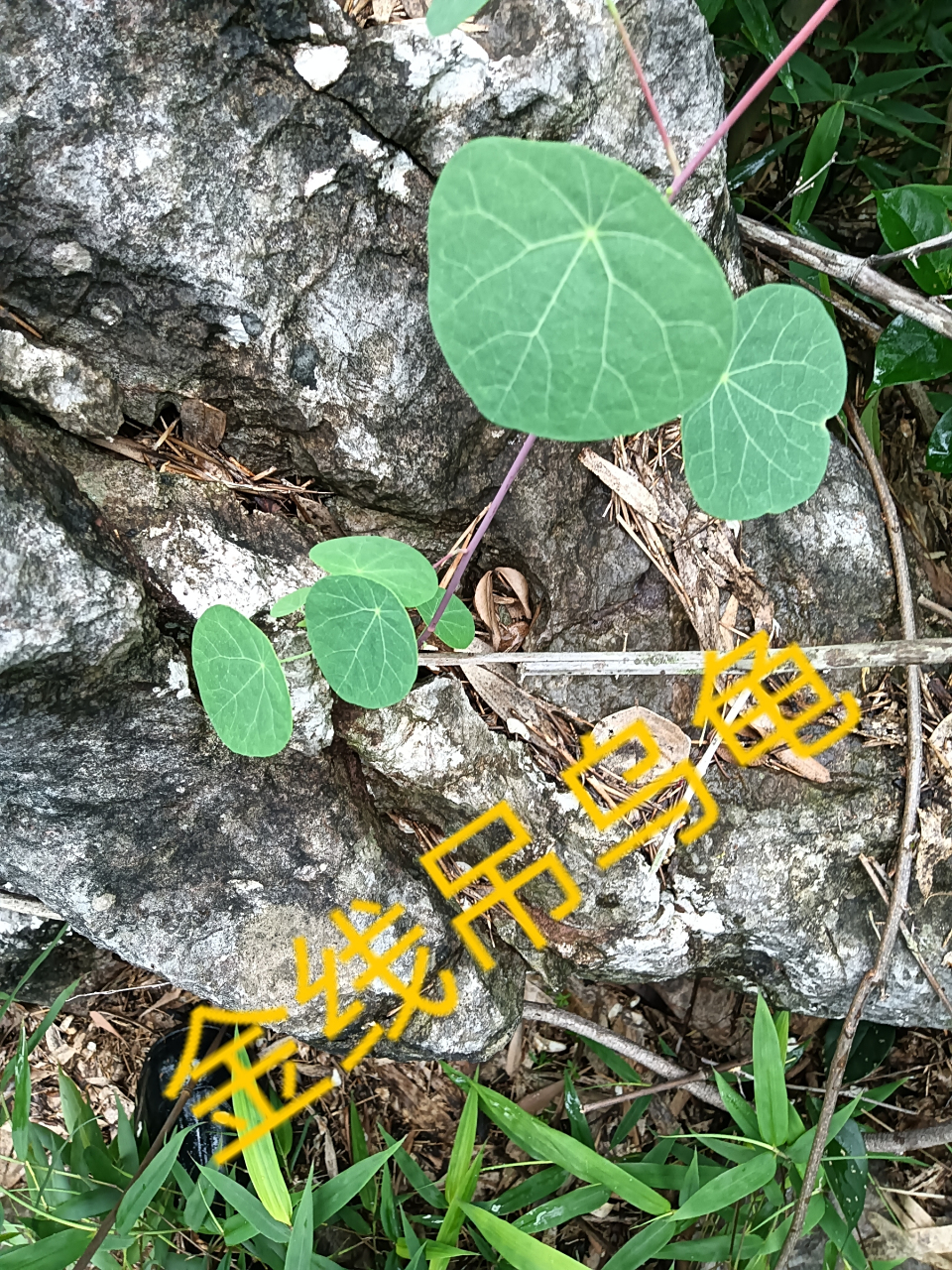 金线吊乌龟:名称来历与药用价值》  金线吊乌龟,又名金线仙,乌龟甲,是