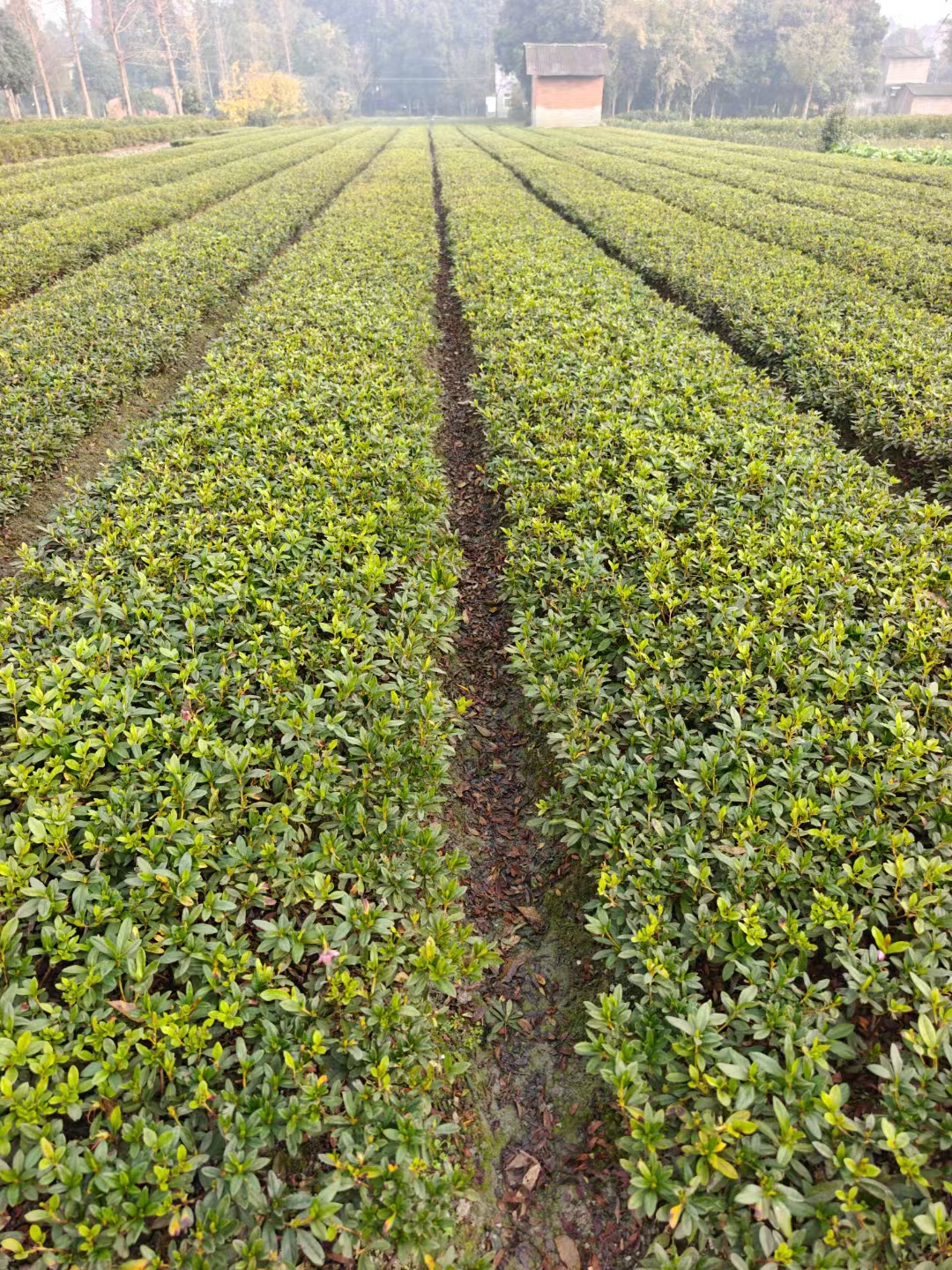 毛鹃,别名包括锦绣杜鹃,大叶杜鹃,春鹃大叶种等,属于杜鹃花科杜鹃花属