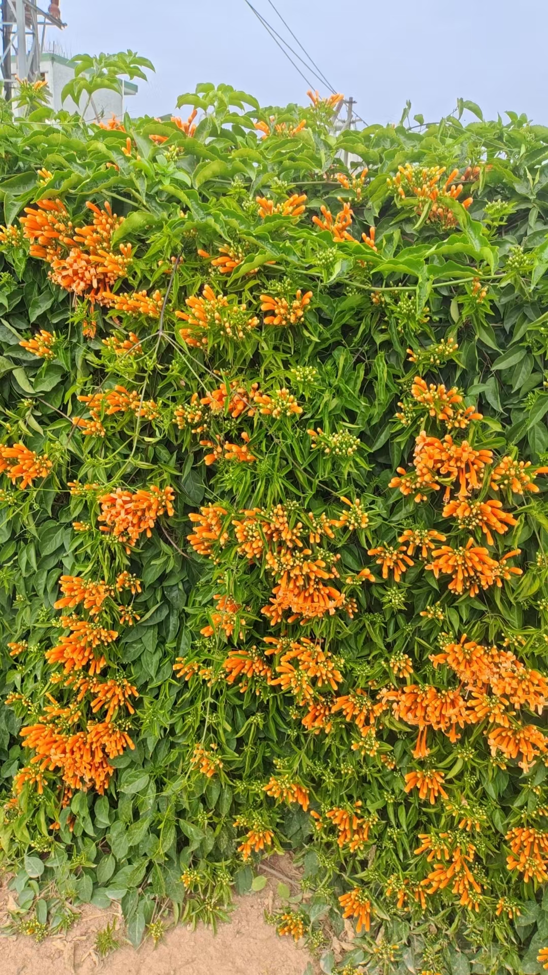 炮仗藤有毒吗