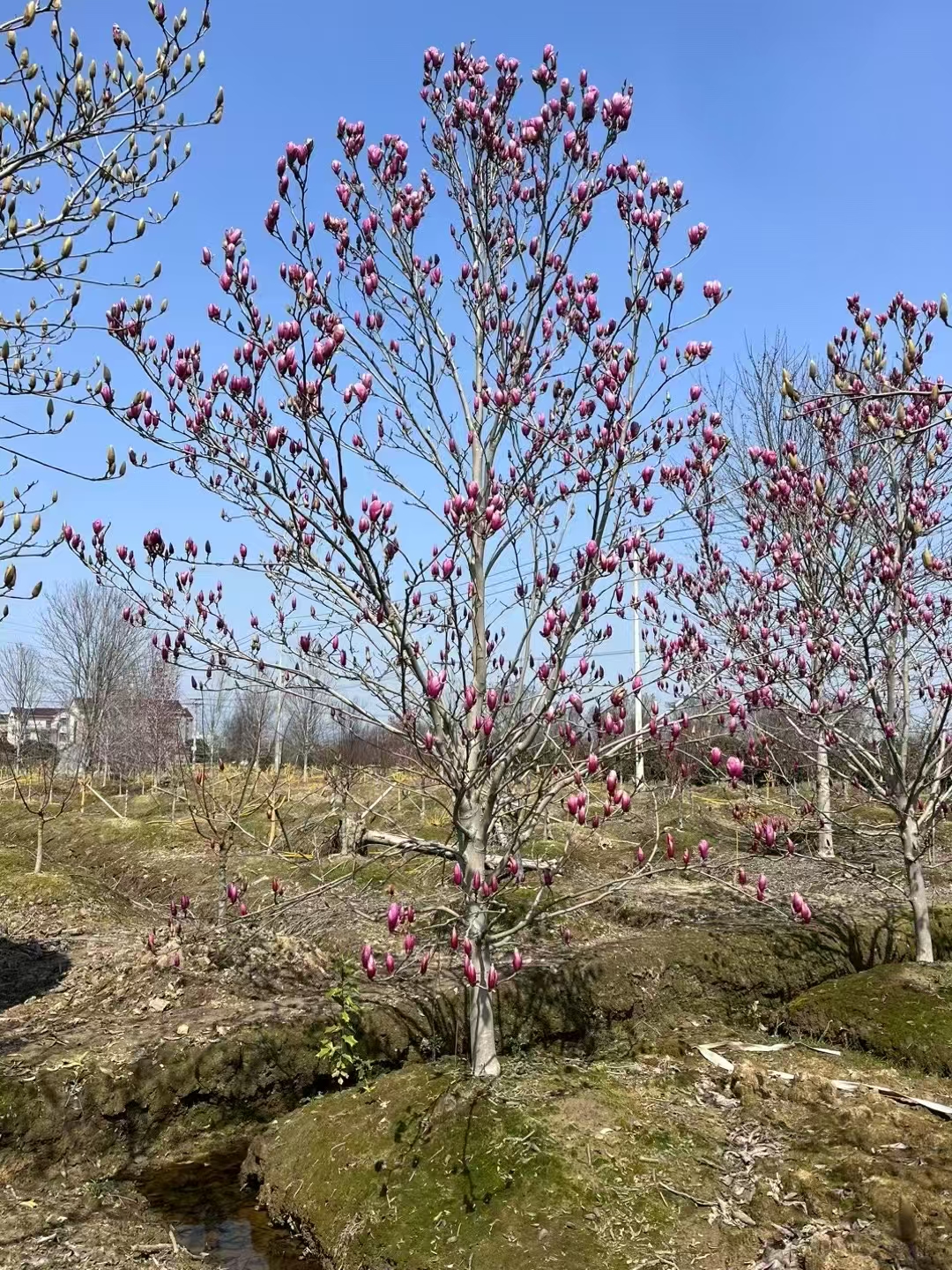 花姿娇艳,是优良的观赏植物,常被用于城市公园,街道绿化以及庭院装饰