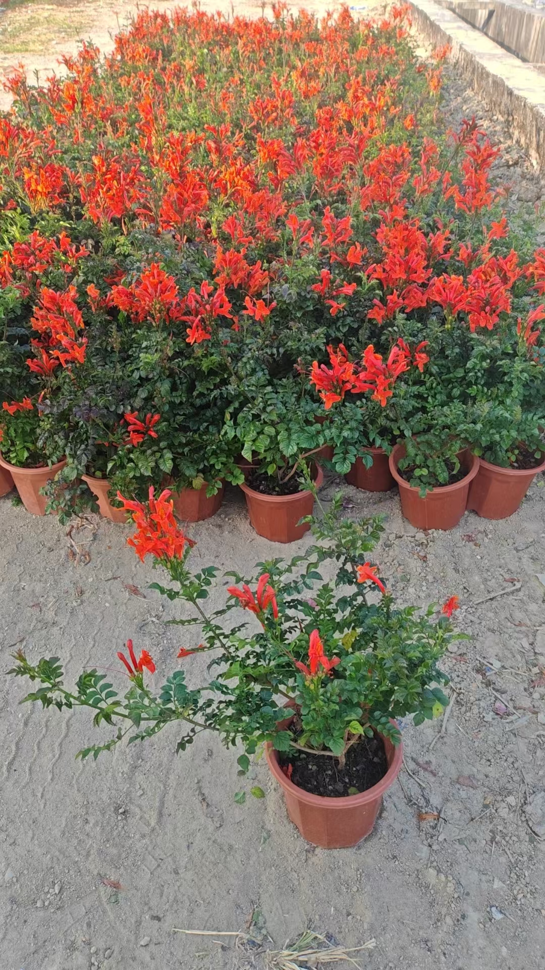 **植物学中的凌霄**:指的是紫葳科凌霄属的植物,学名为campsis