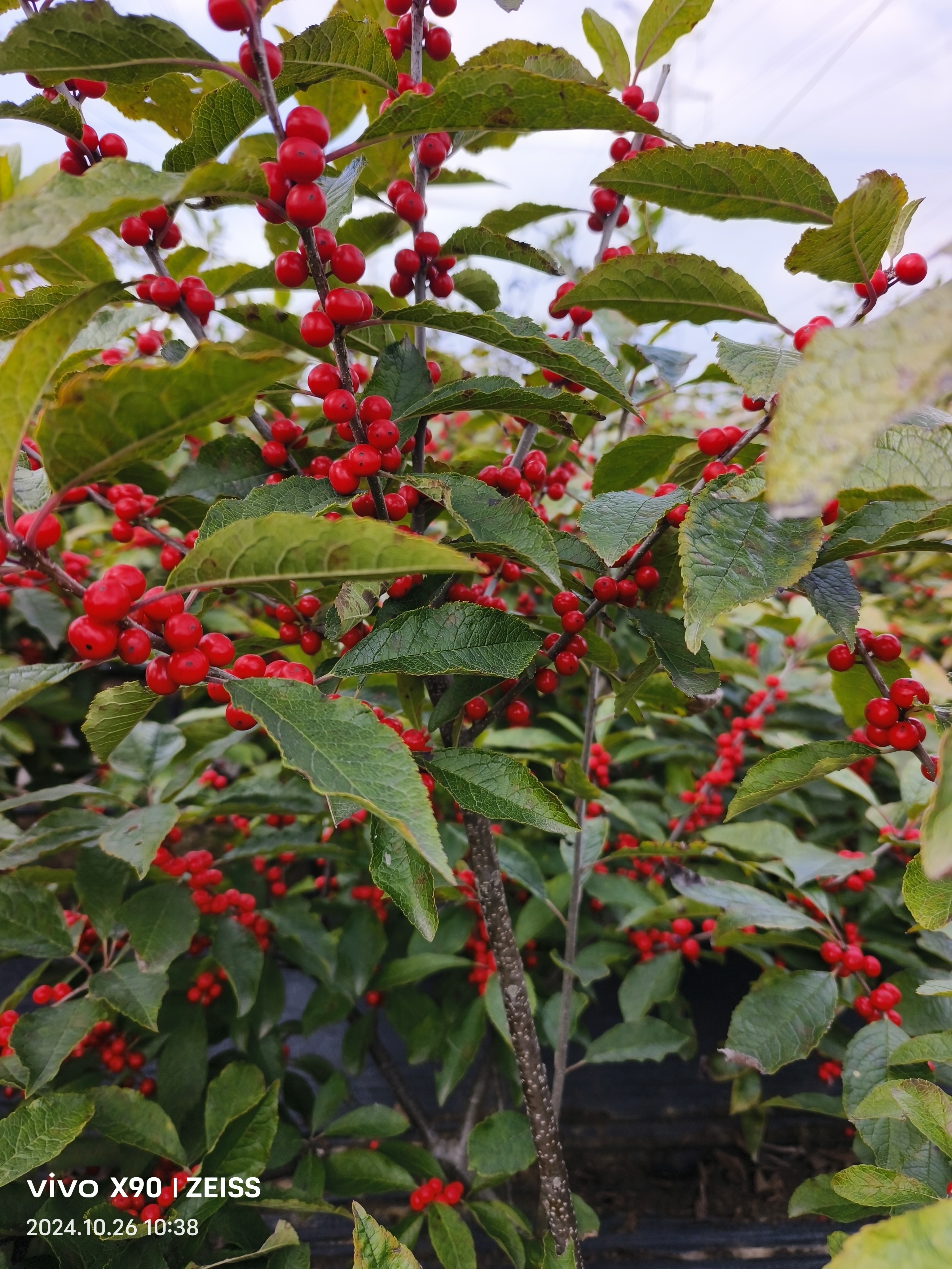 耐半荫,喜肥沃微酸性到中性土壤的特性,同时也能北美冬青的叶子是什么