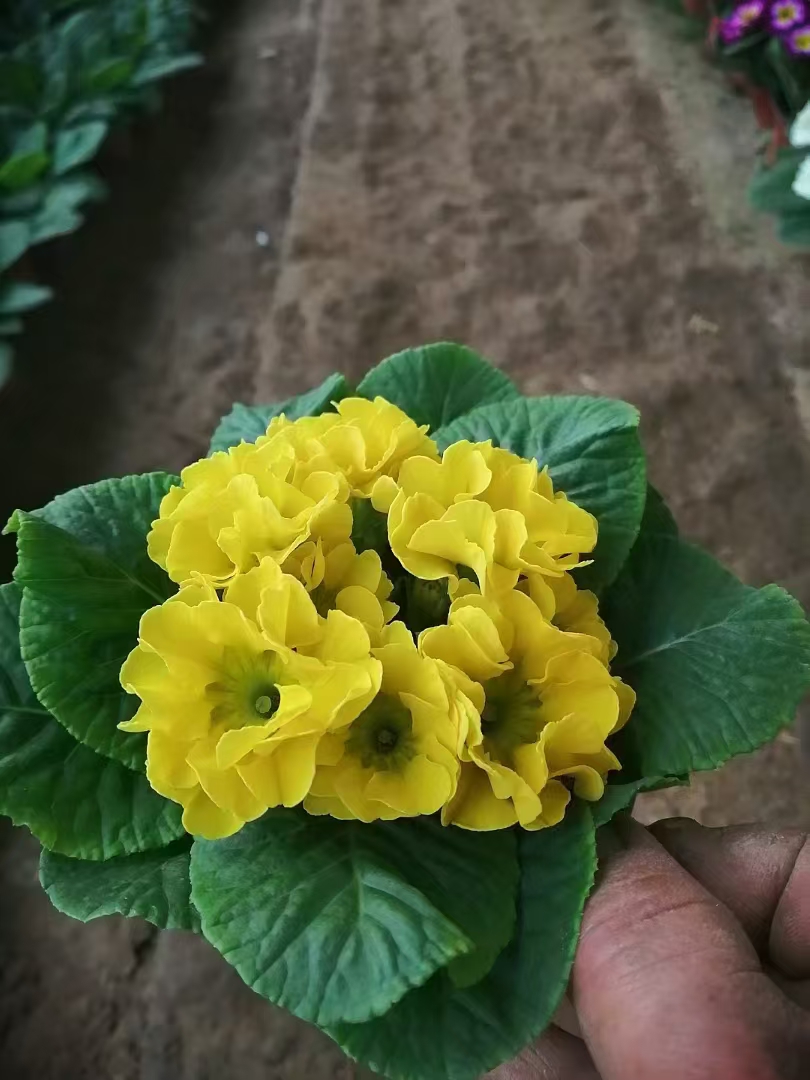 报春花,被誉为春之信使,属于报春花科报春花属的植物,其种类繁多,全球