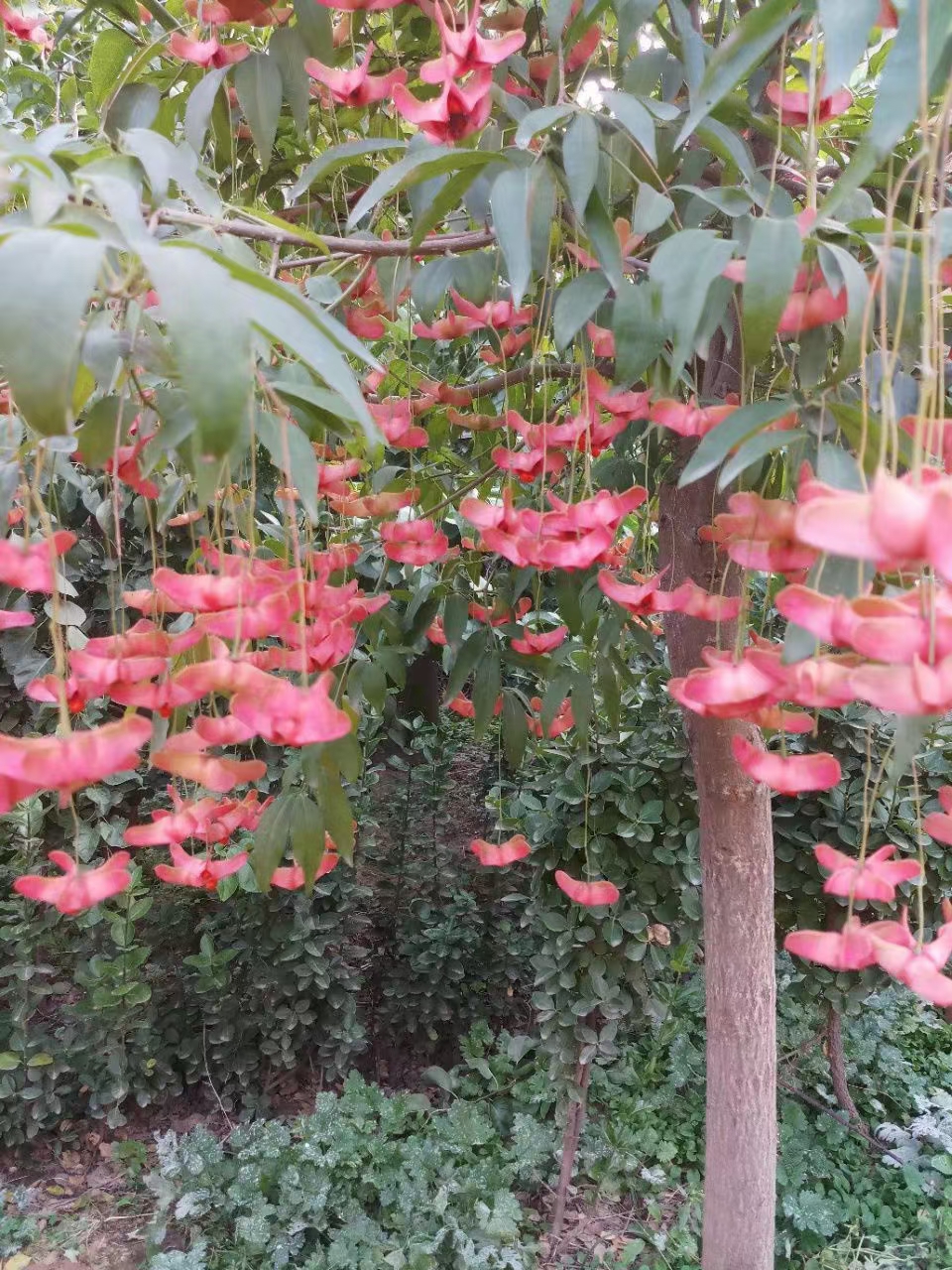 金丝吊蝴蝶,学名陕西卫矛又名金线吊蝴蝶,摇钱树,属于卫矛科卫矛属的