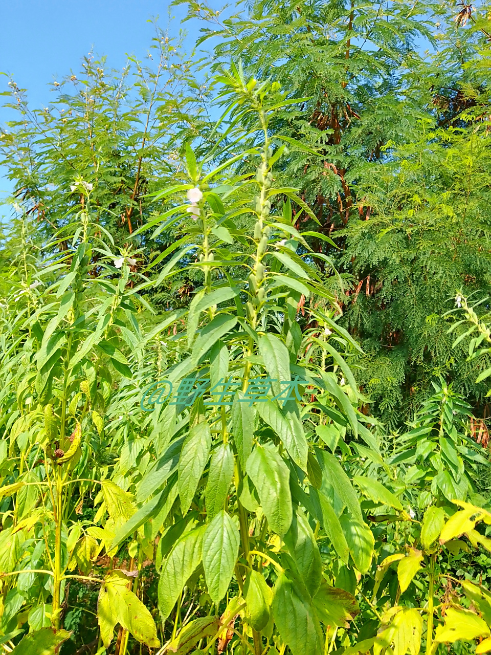 芝麻又名脂麻,胡麻.
