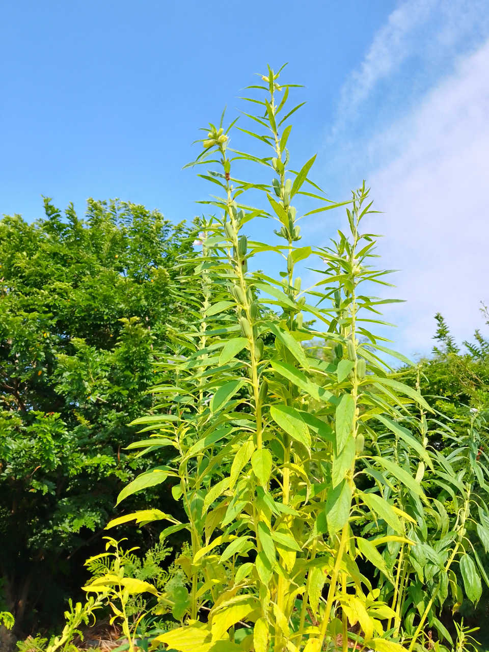芝麻又名脂麻,胡麻.