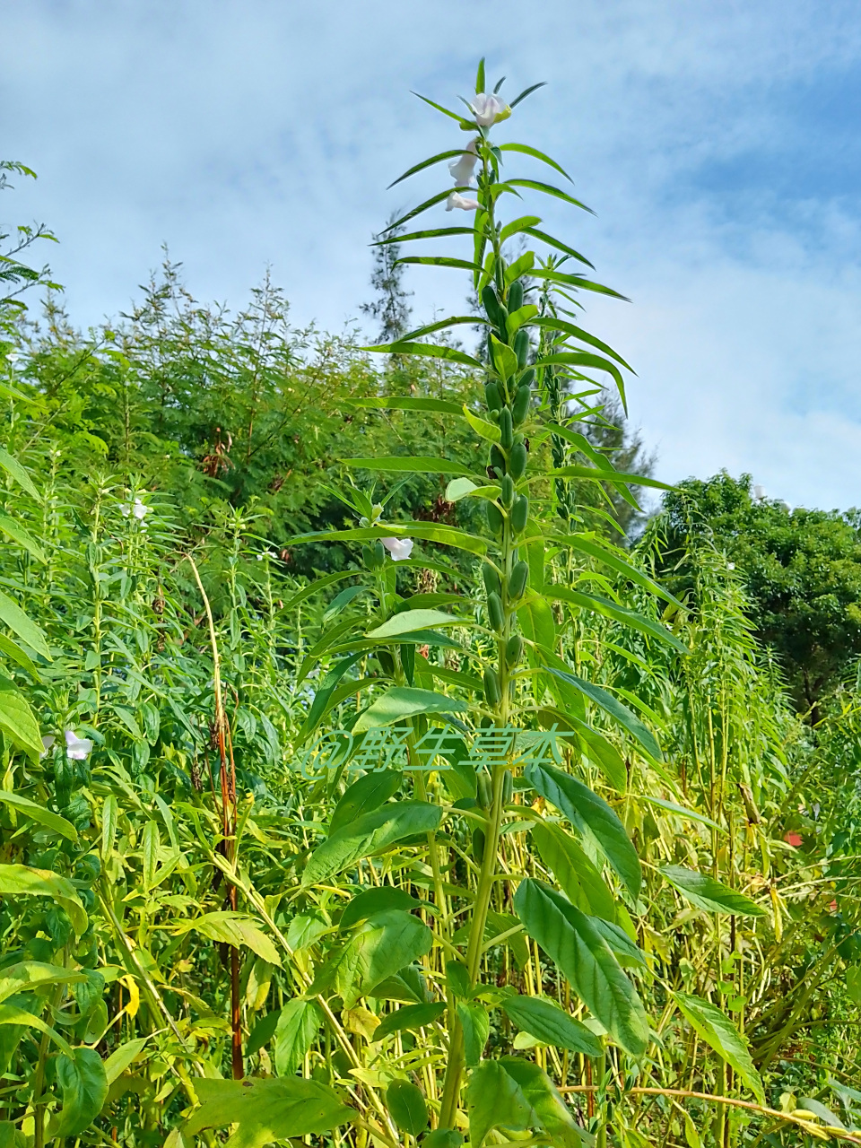芝麻又名脂麻,胡麻.