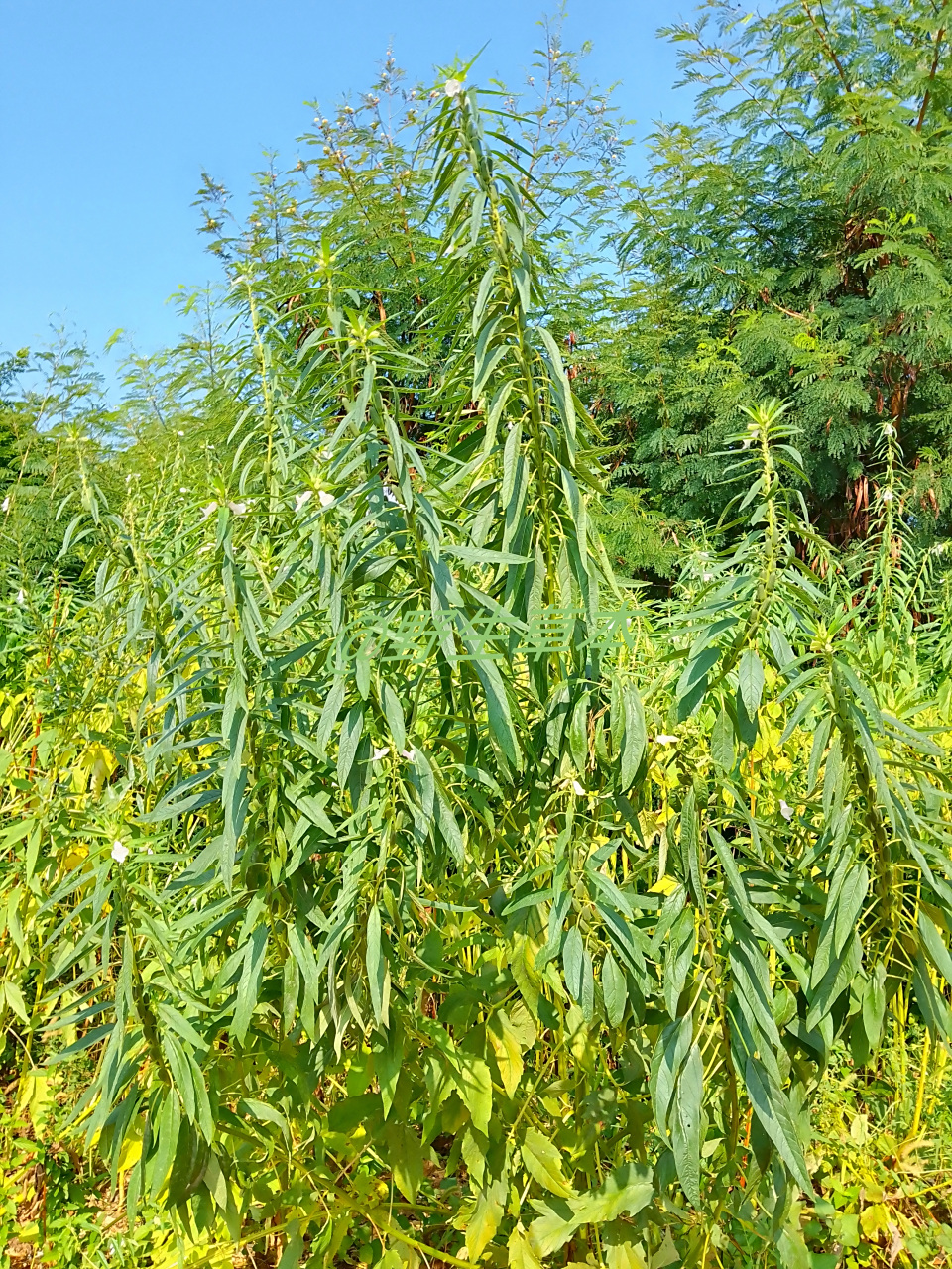 芝麻又名脂麻,胡麻.