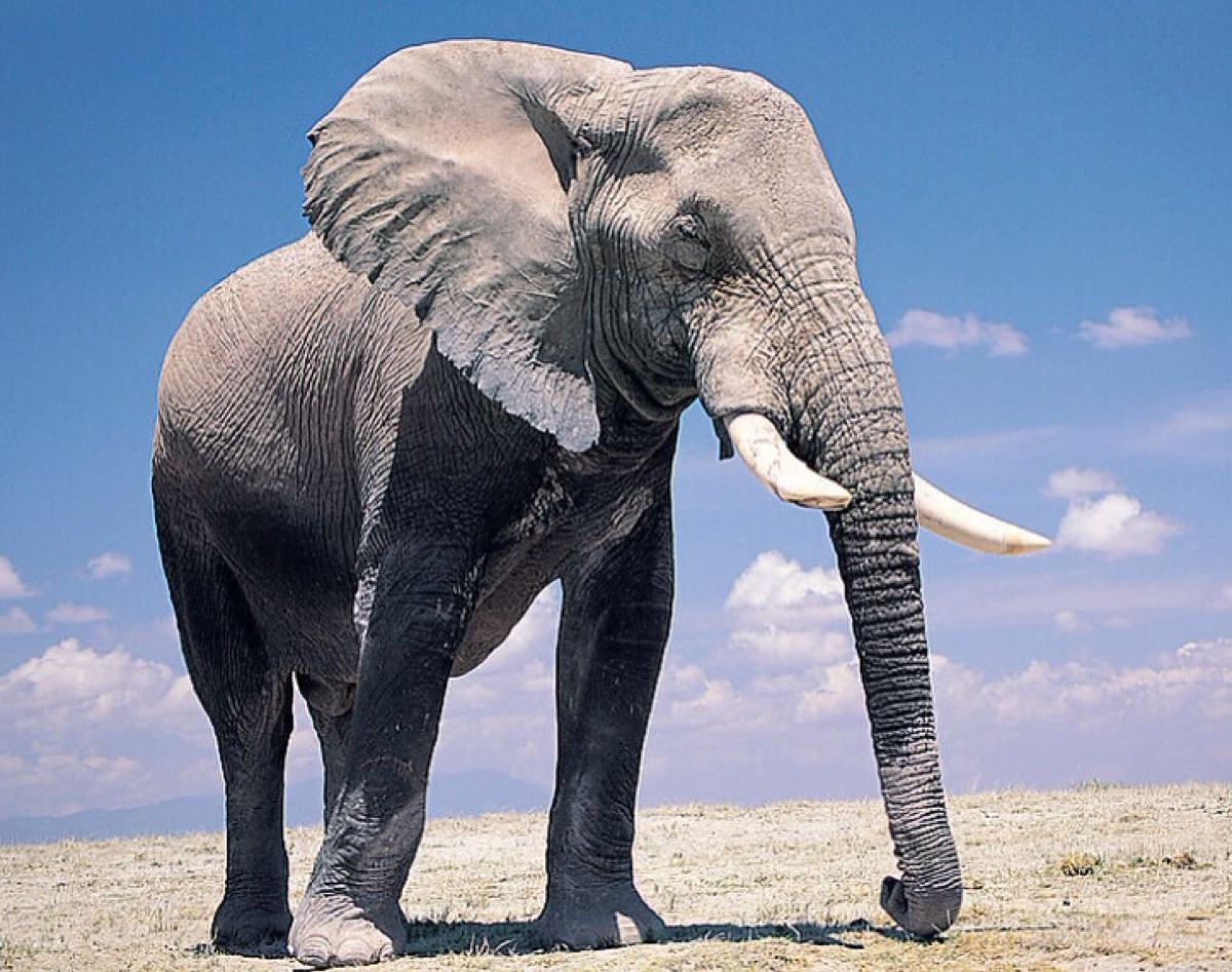 其貌不扬的动物指的是什么(其貌不扬的动物指的是什么生肖)