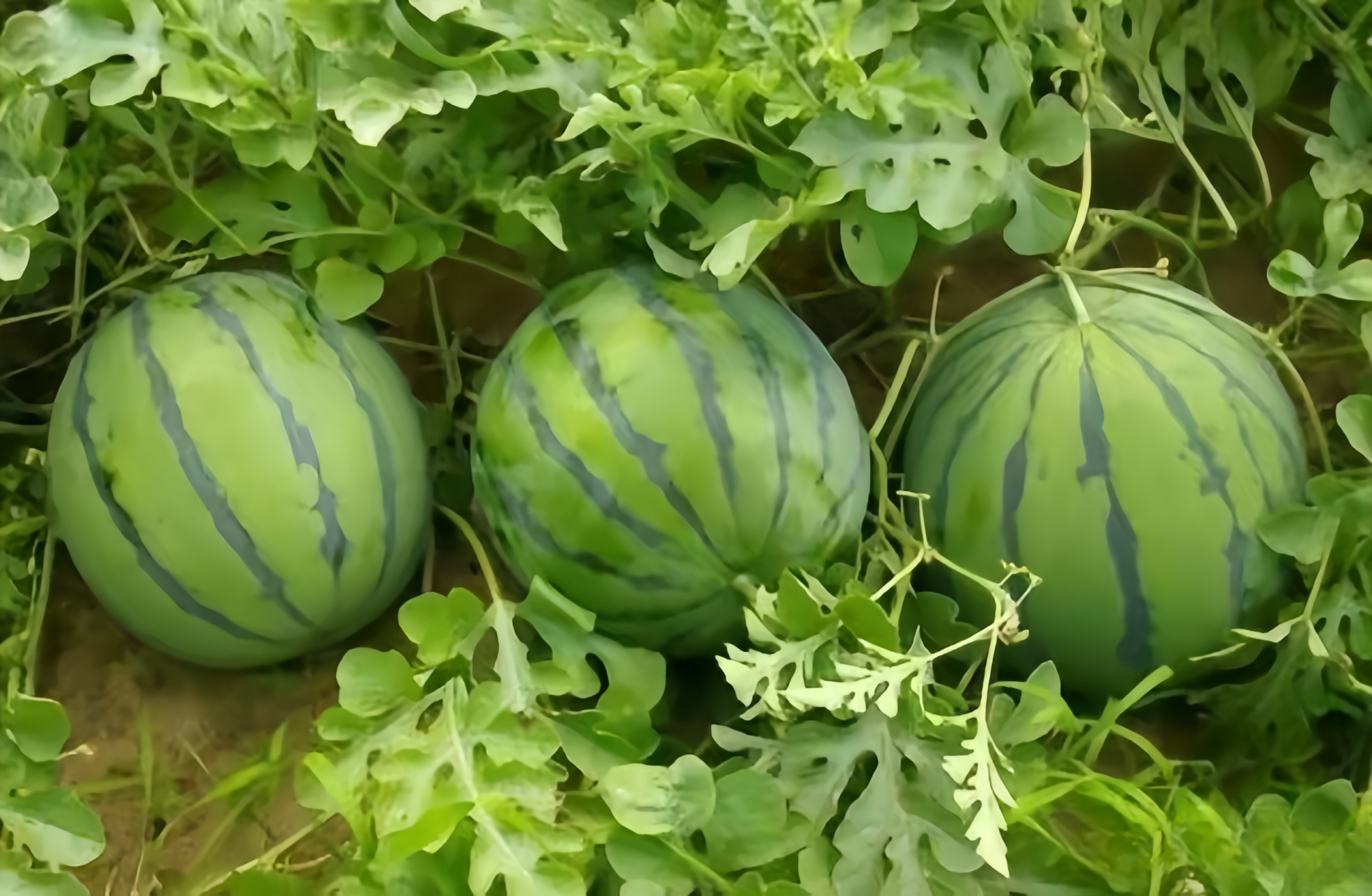 观察西瓜的外观:挑选表面光滑,花纹清晰,纹路明显且底面发黄的西瓜