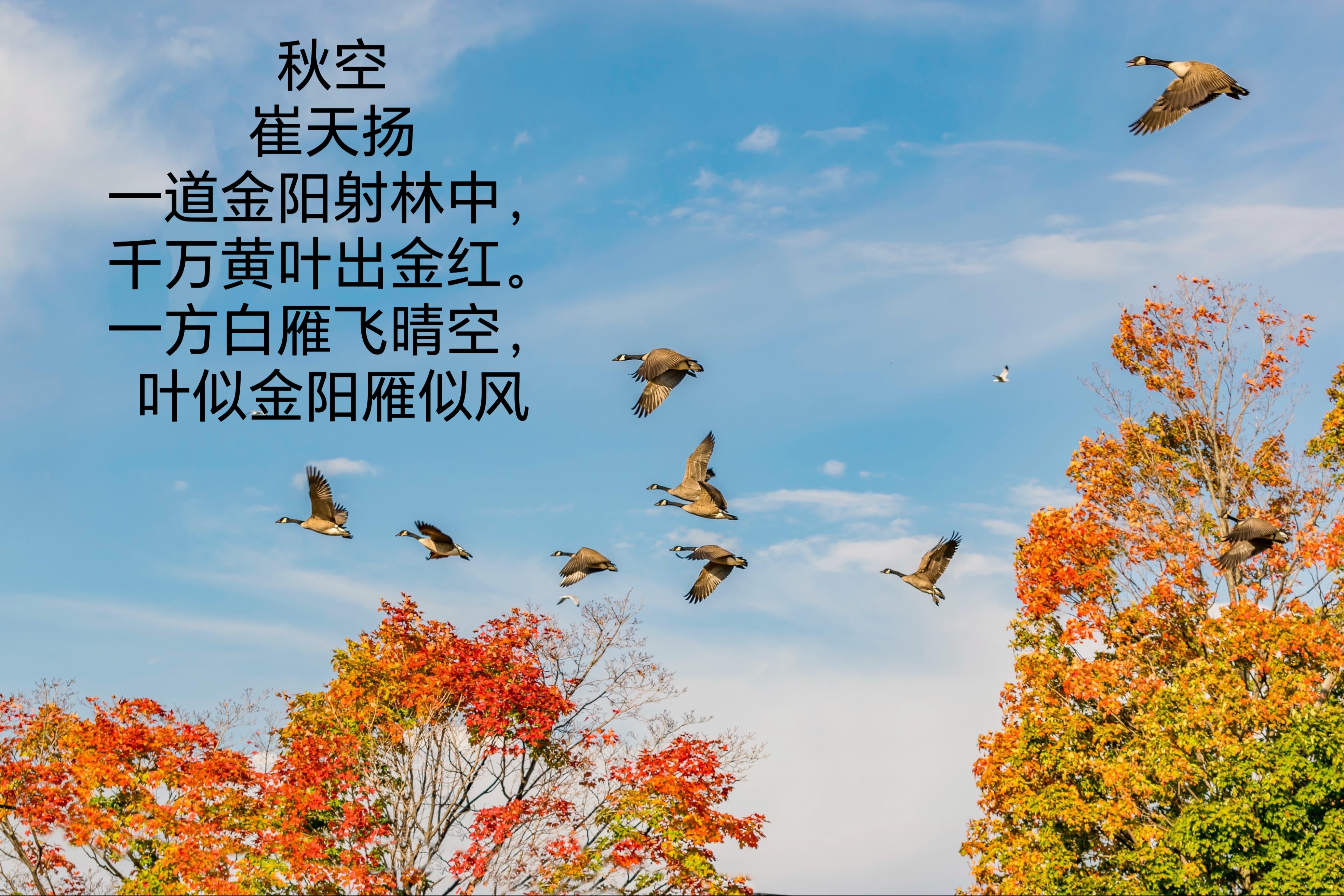 一方白雁飞晴空, 叶似金阳雁似风.  2023年10月,10岁稚作.