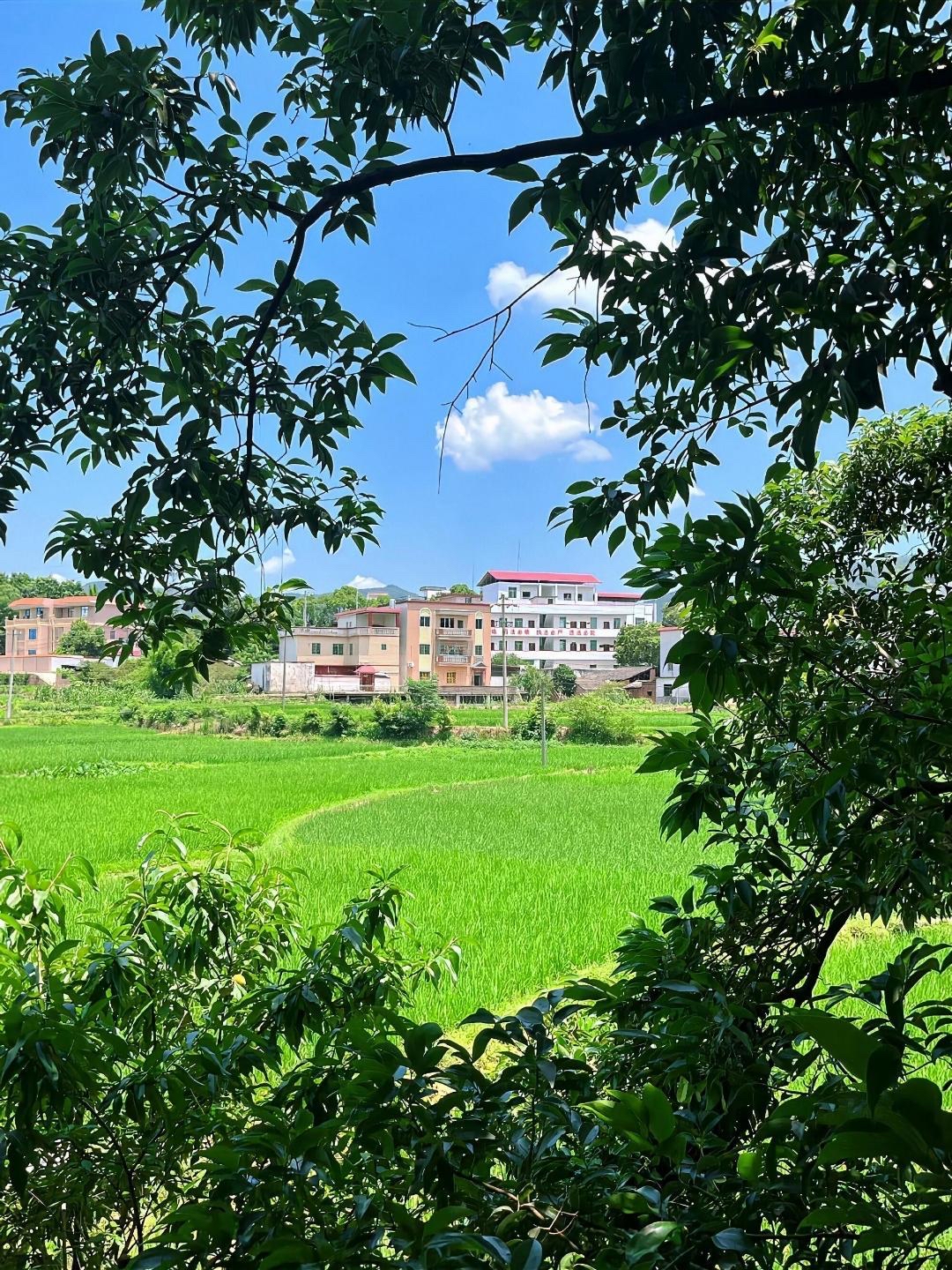 大自然风景真实 农村图片