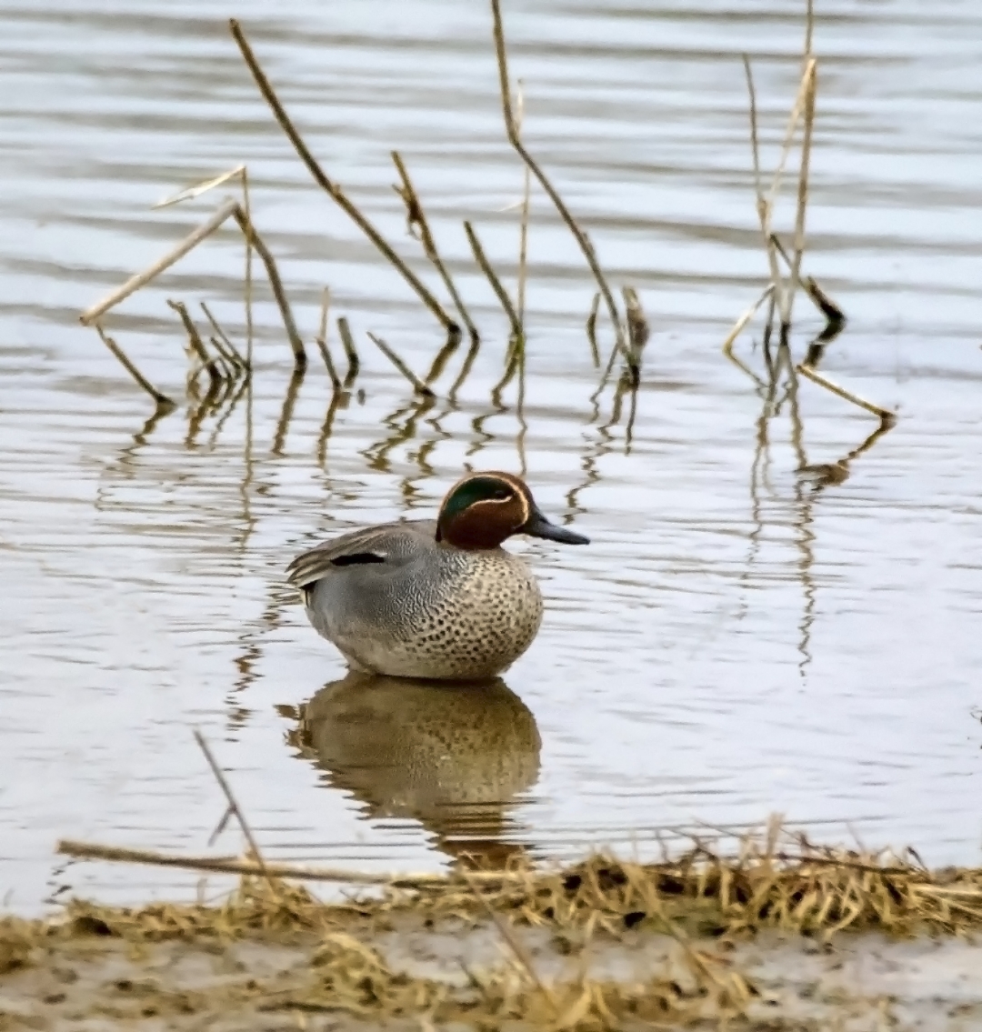 今天拍到的花脸鸭,以前没见过,国家二级保护动物.